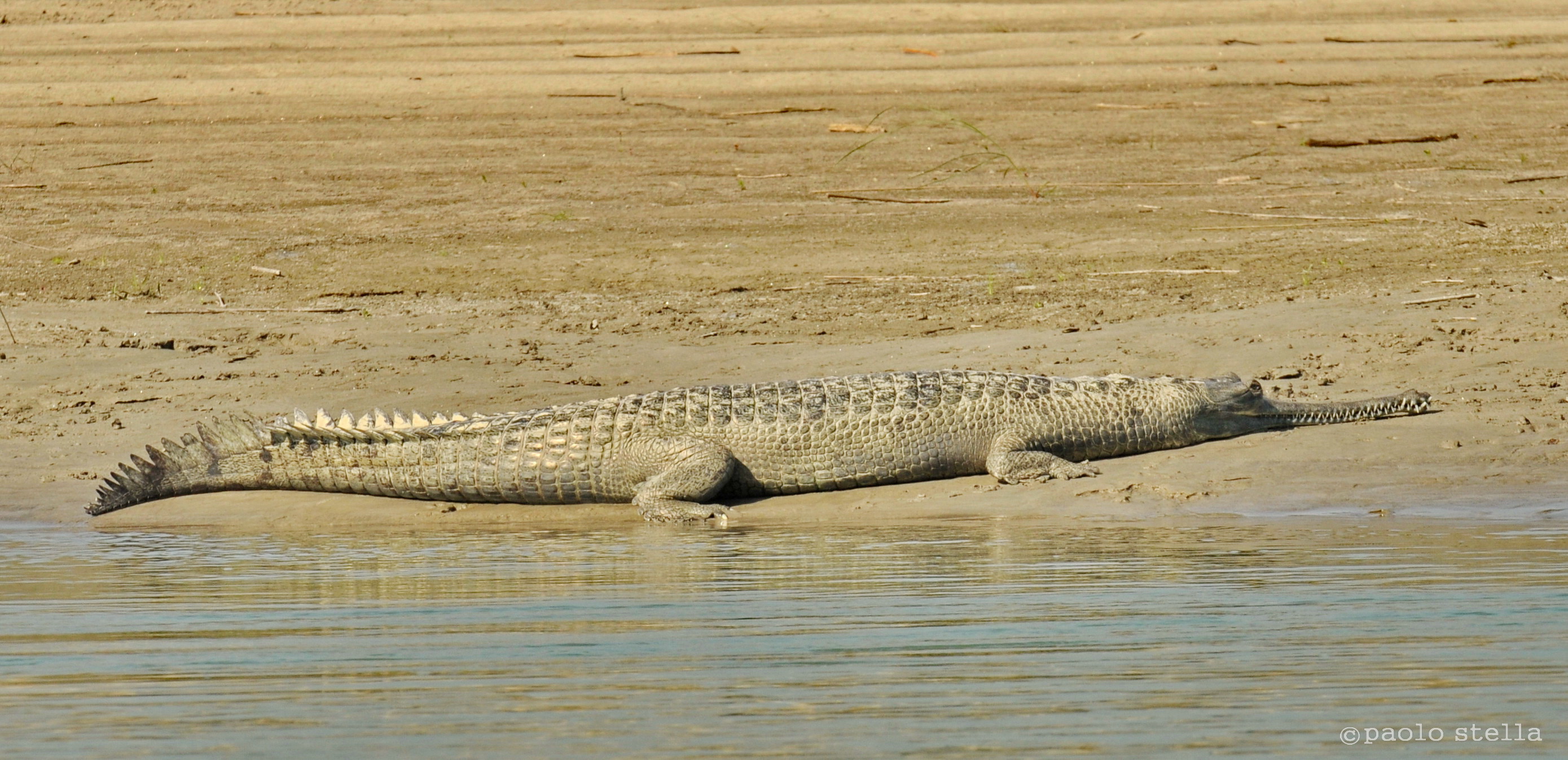 Gharial in the Ganges, Chitwan National Park