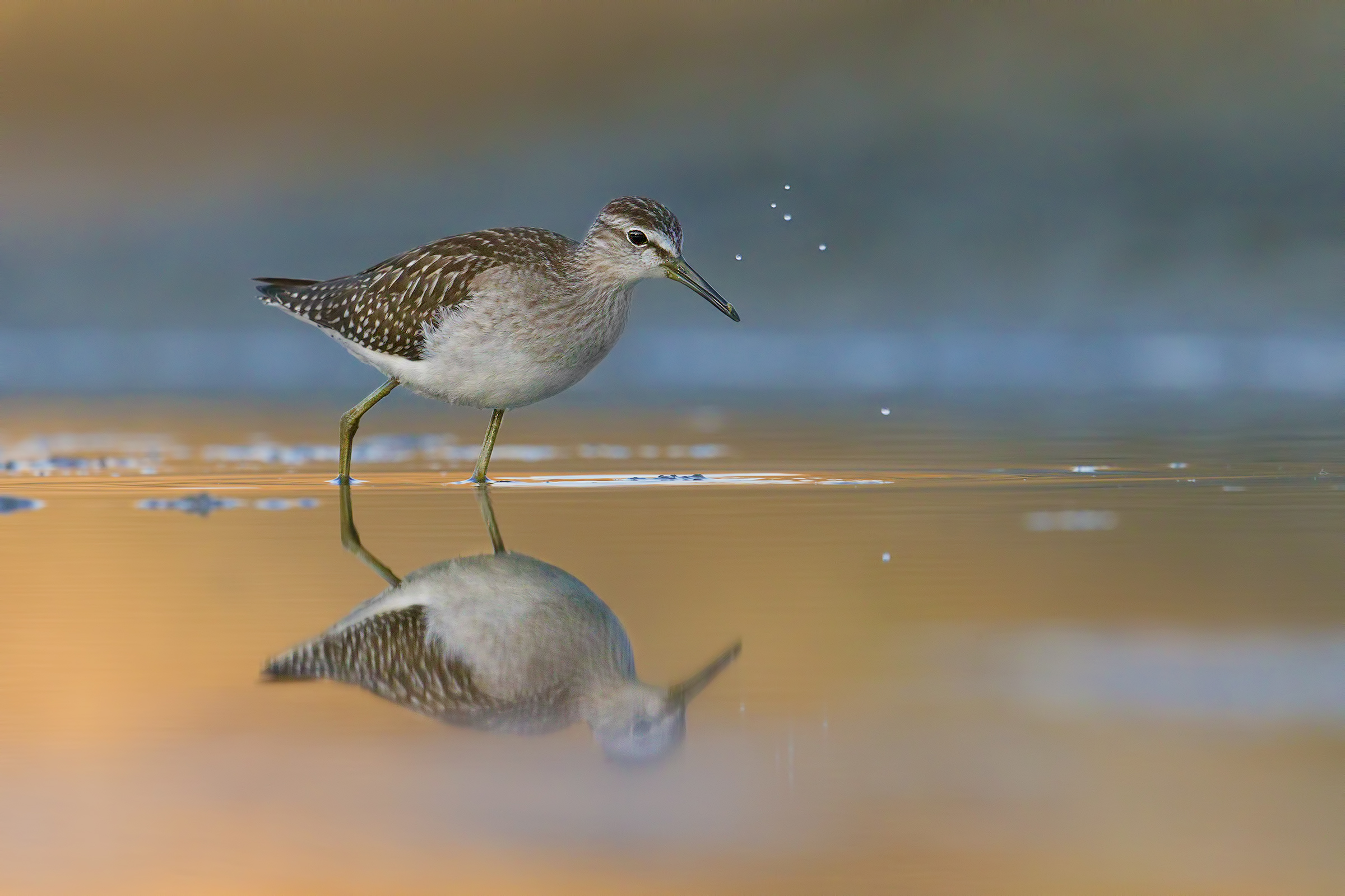 Wood Sandpiper