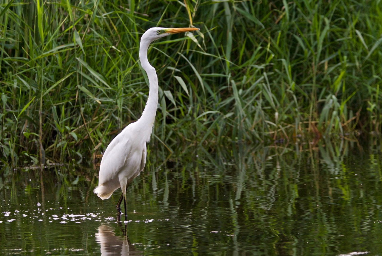great white heron