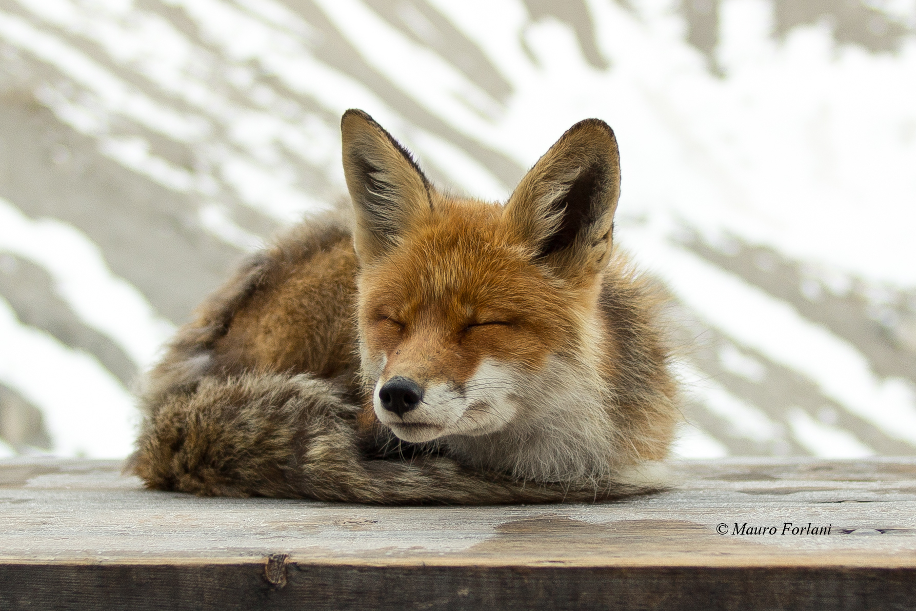 The sleepy fox!