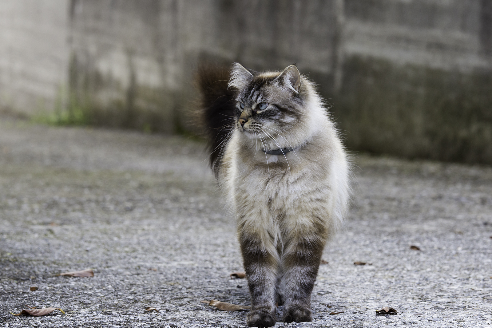 Sua maestà... il gatto