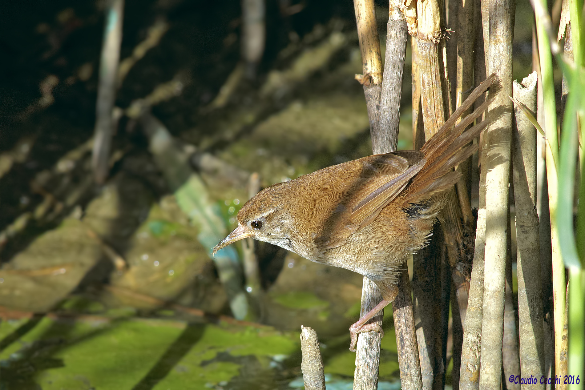 Cetti's Warbler