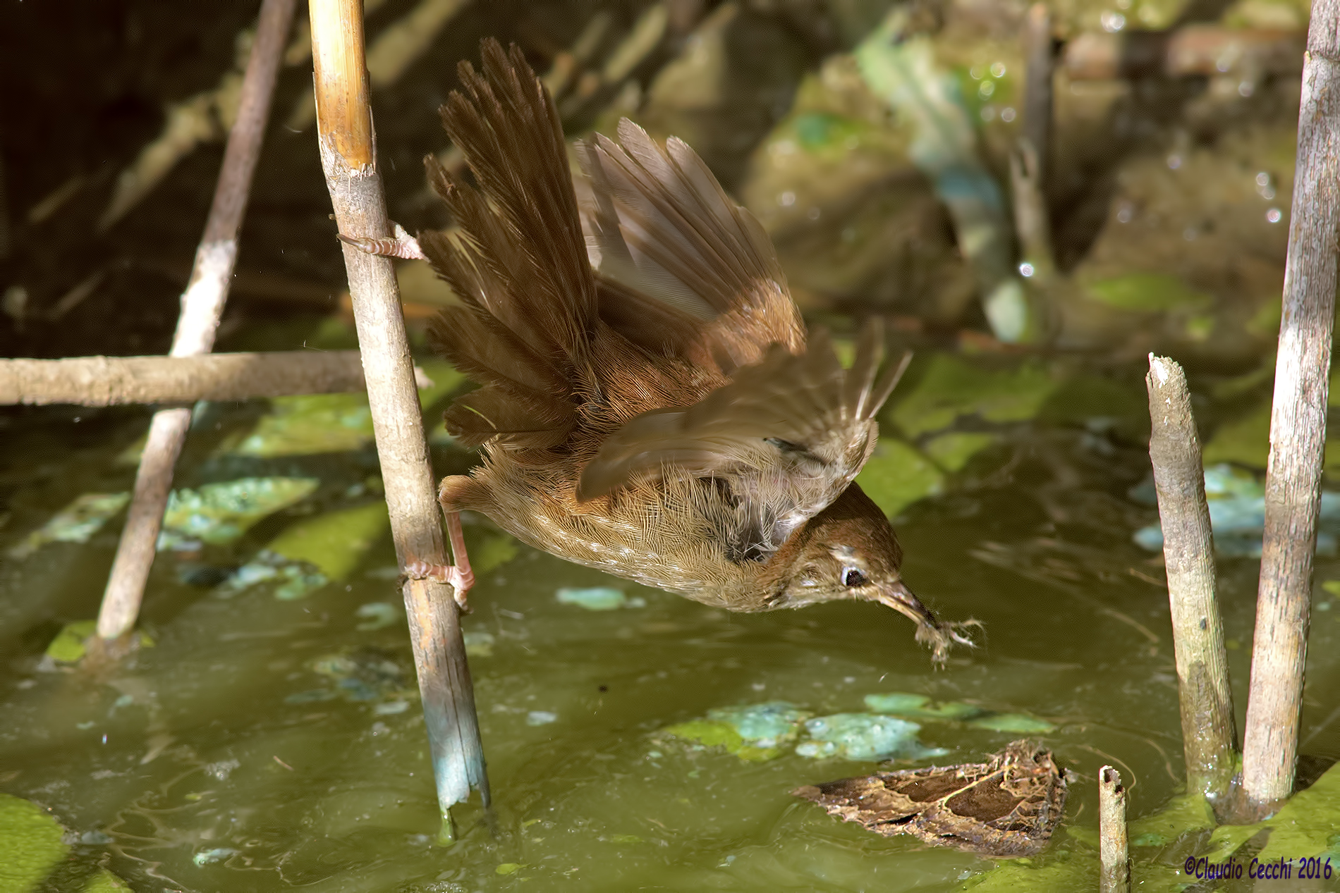 Cetti's with prey