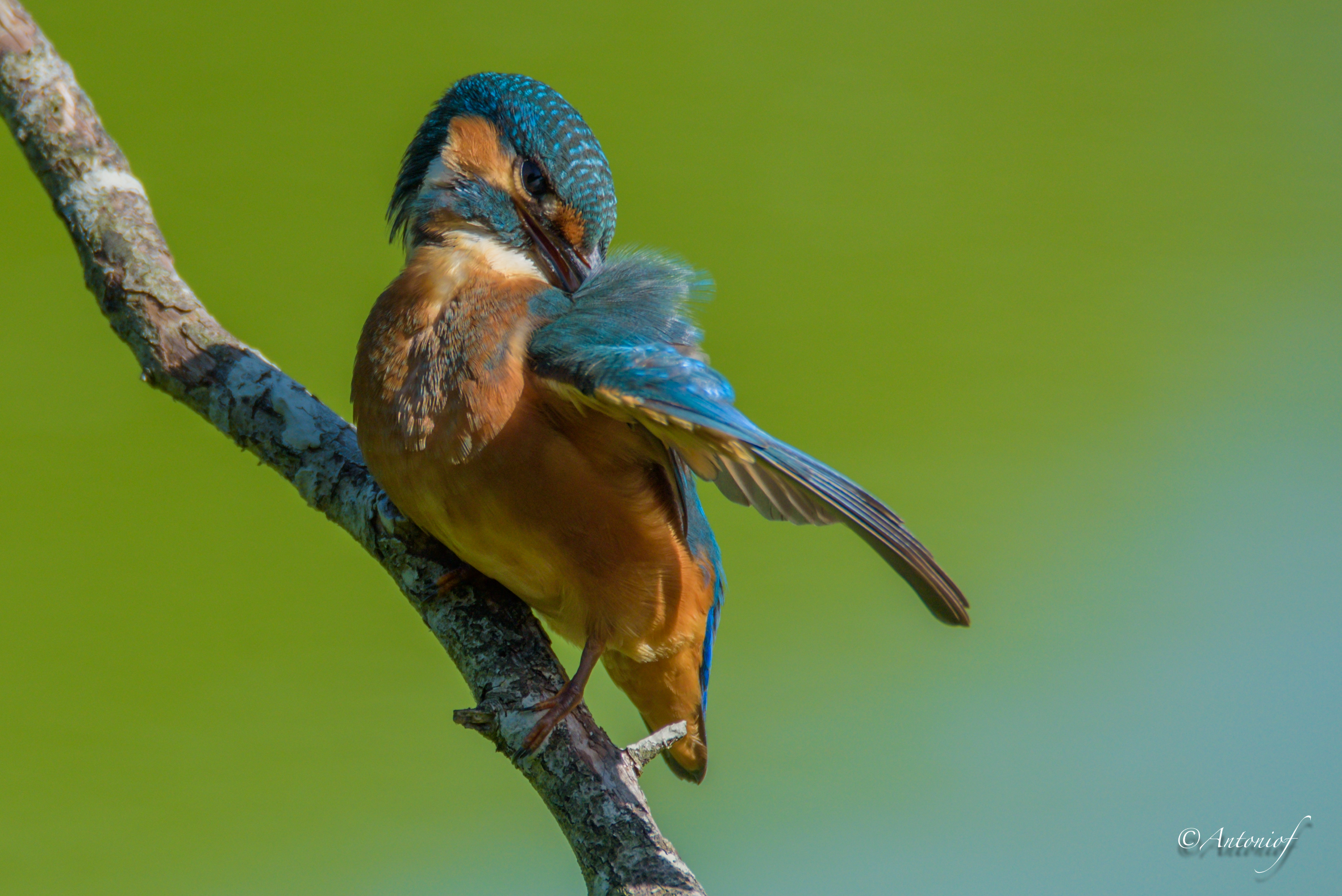 Kingfisher