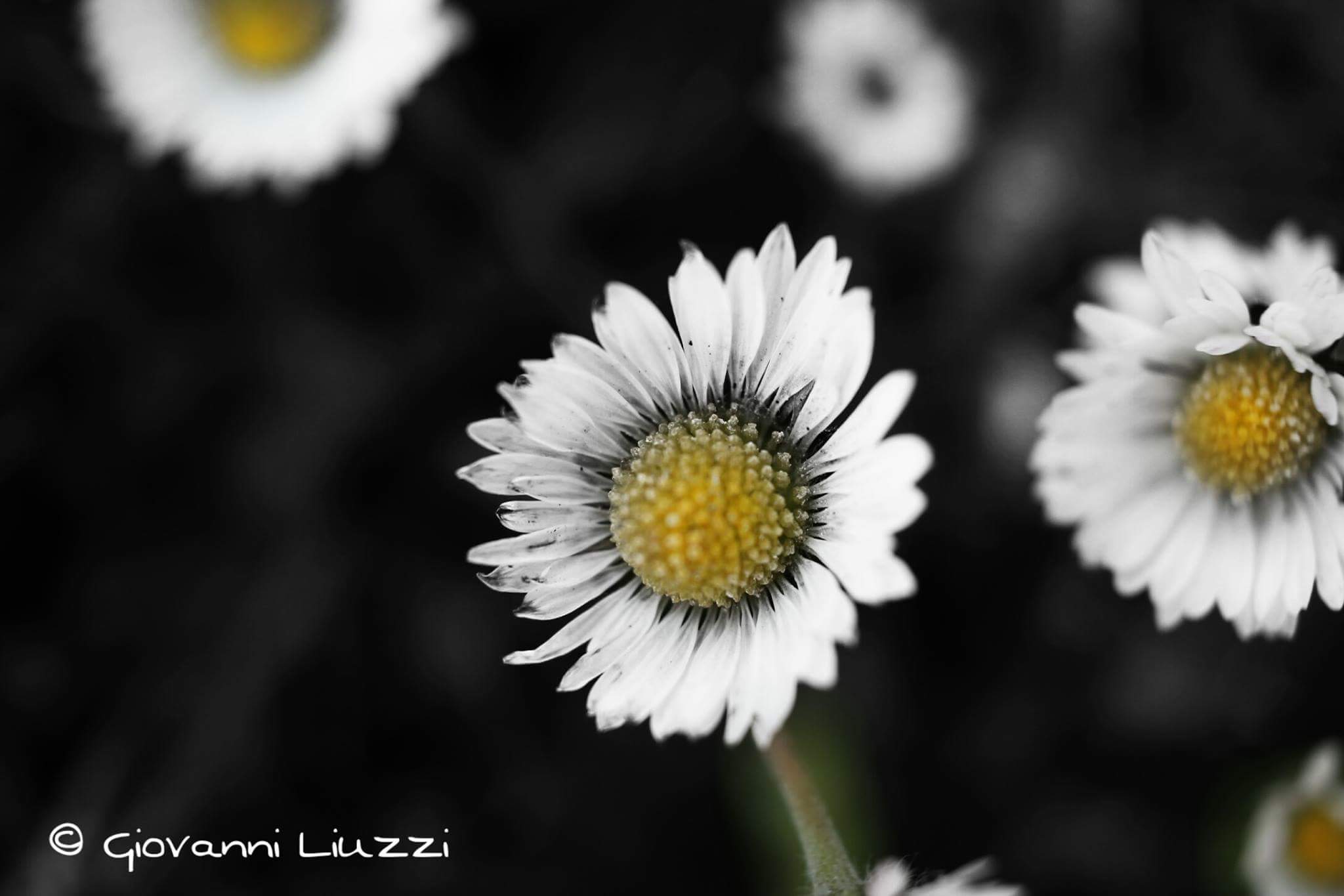 Portrait of a daisy