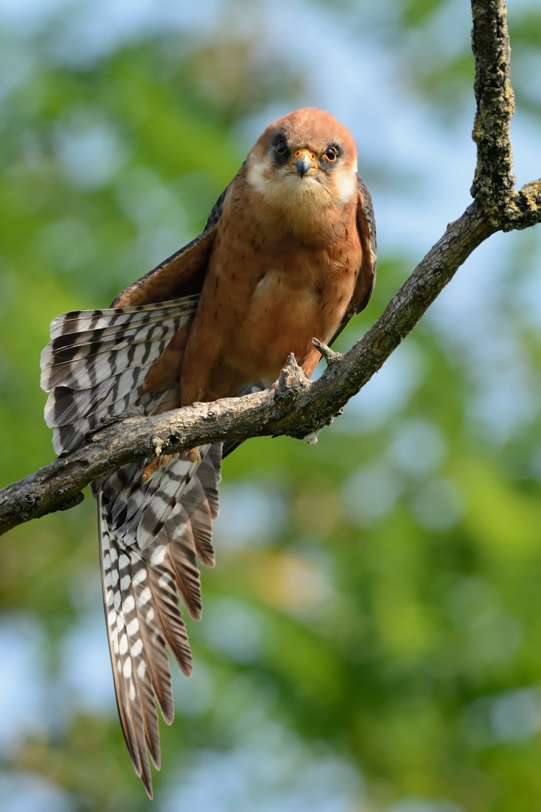 Stretching,(Falco Cuculo).