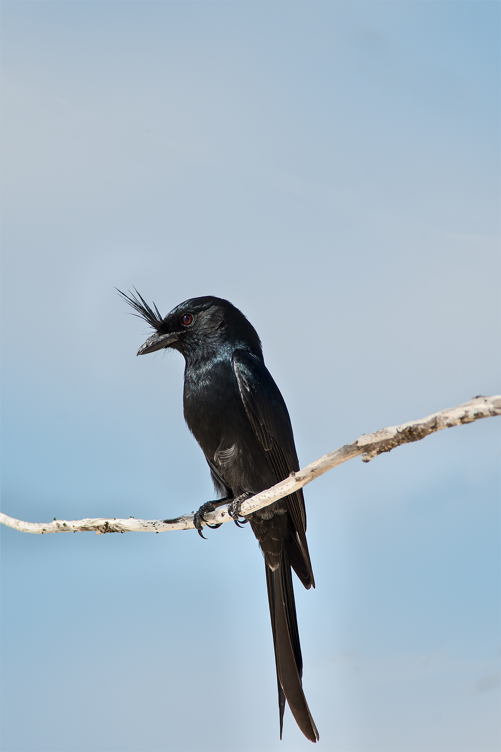 drongo