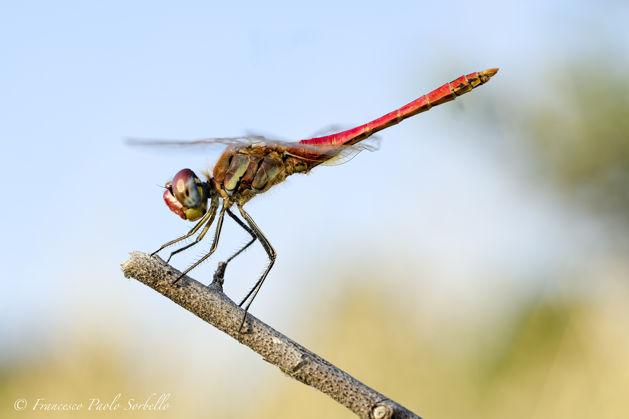 red dragonfly
