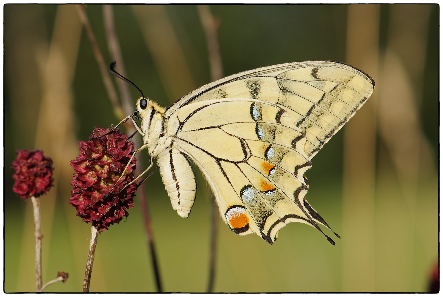 swallowtail