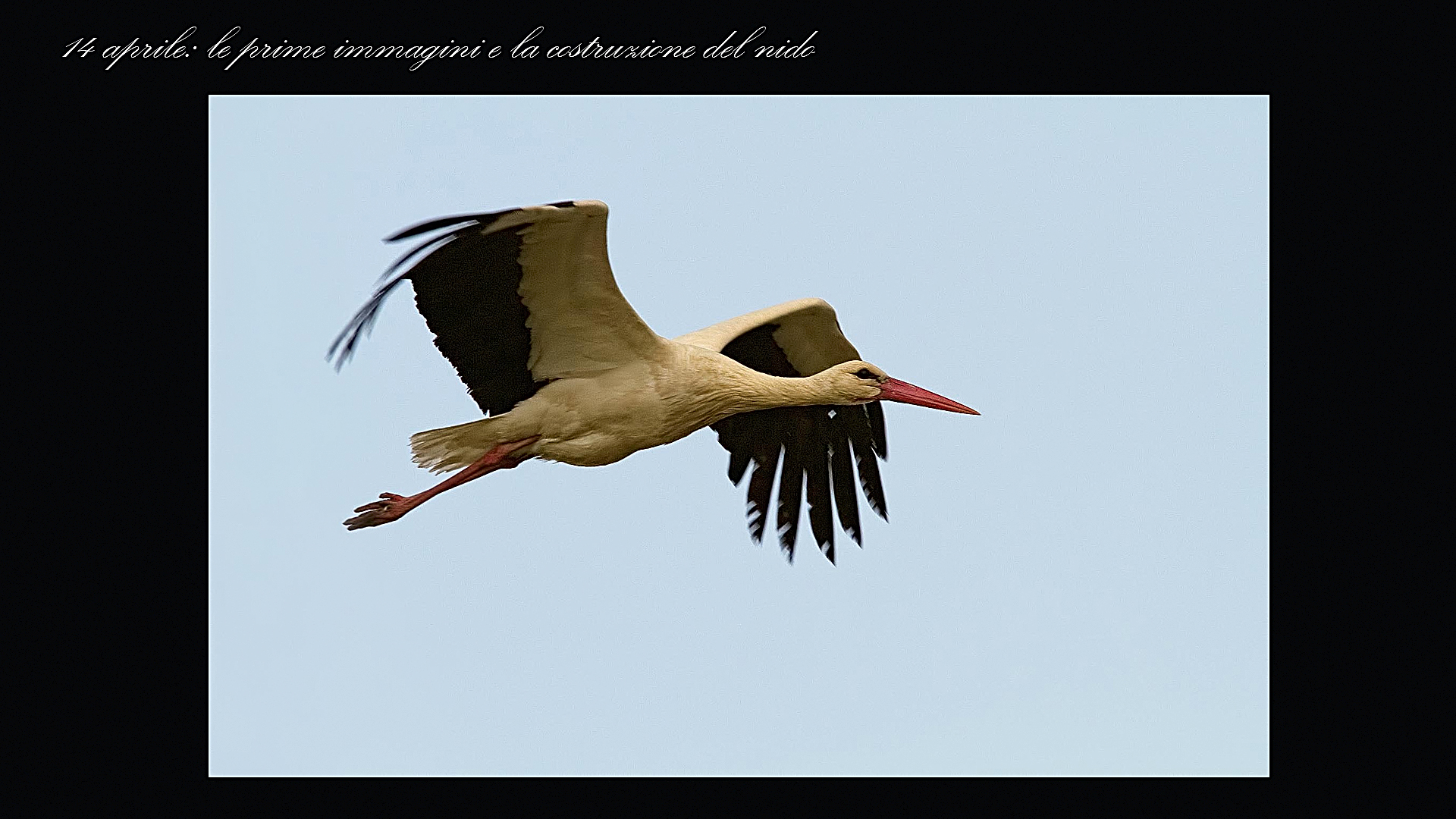 Le cicogne di Porcari