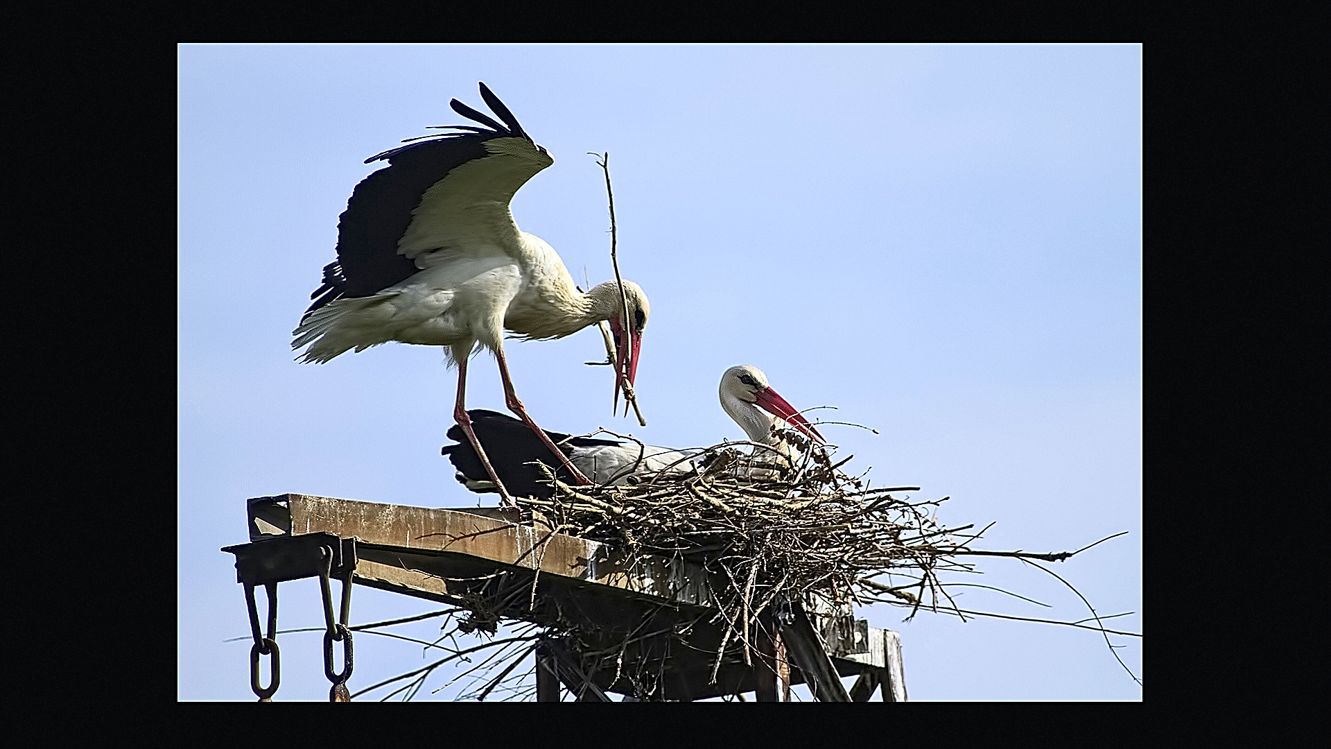 Le cicogne di Porcari