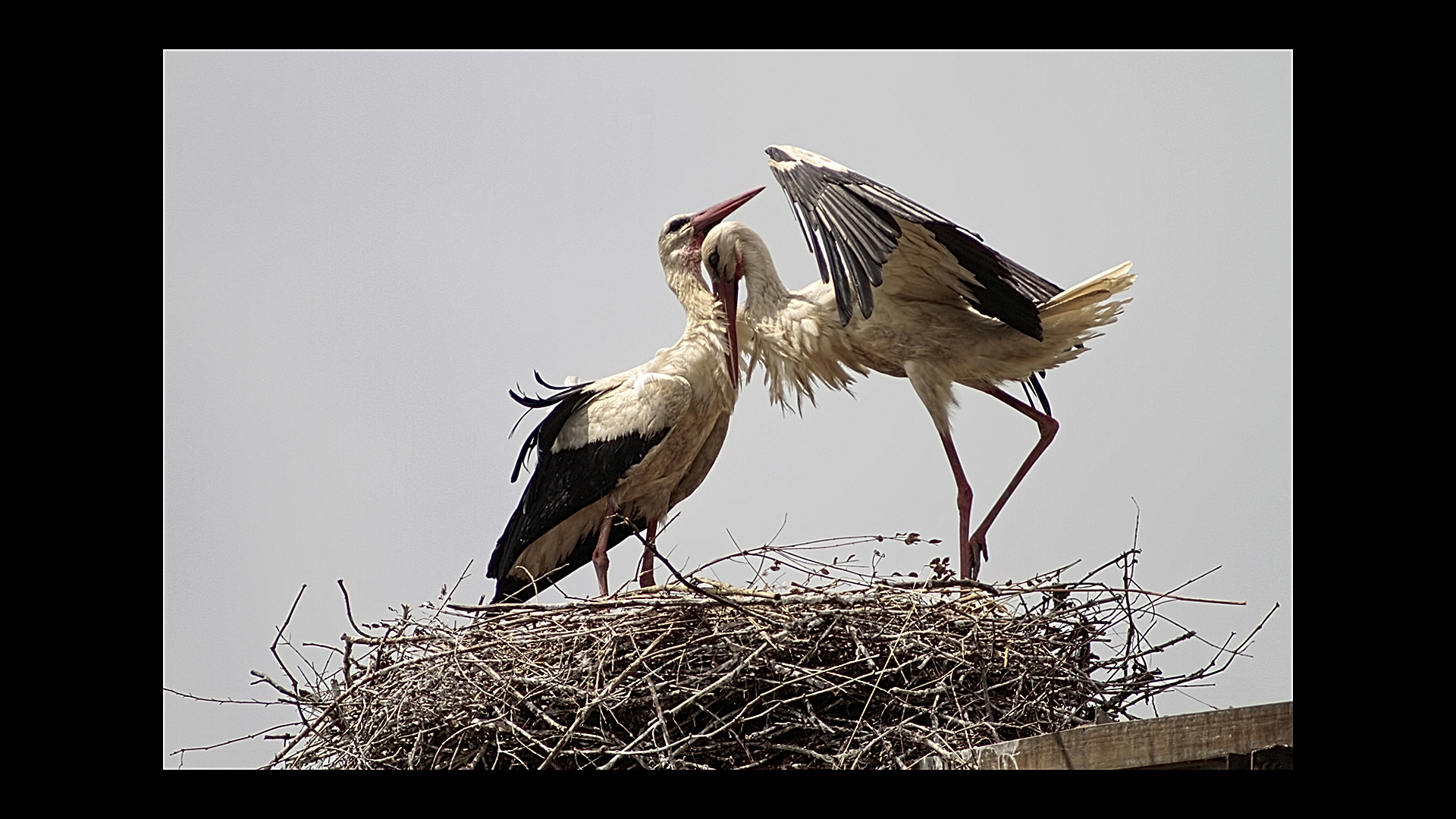 Le cicogne di Porcari