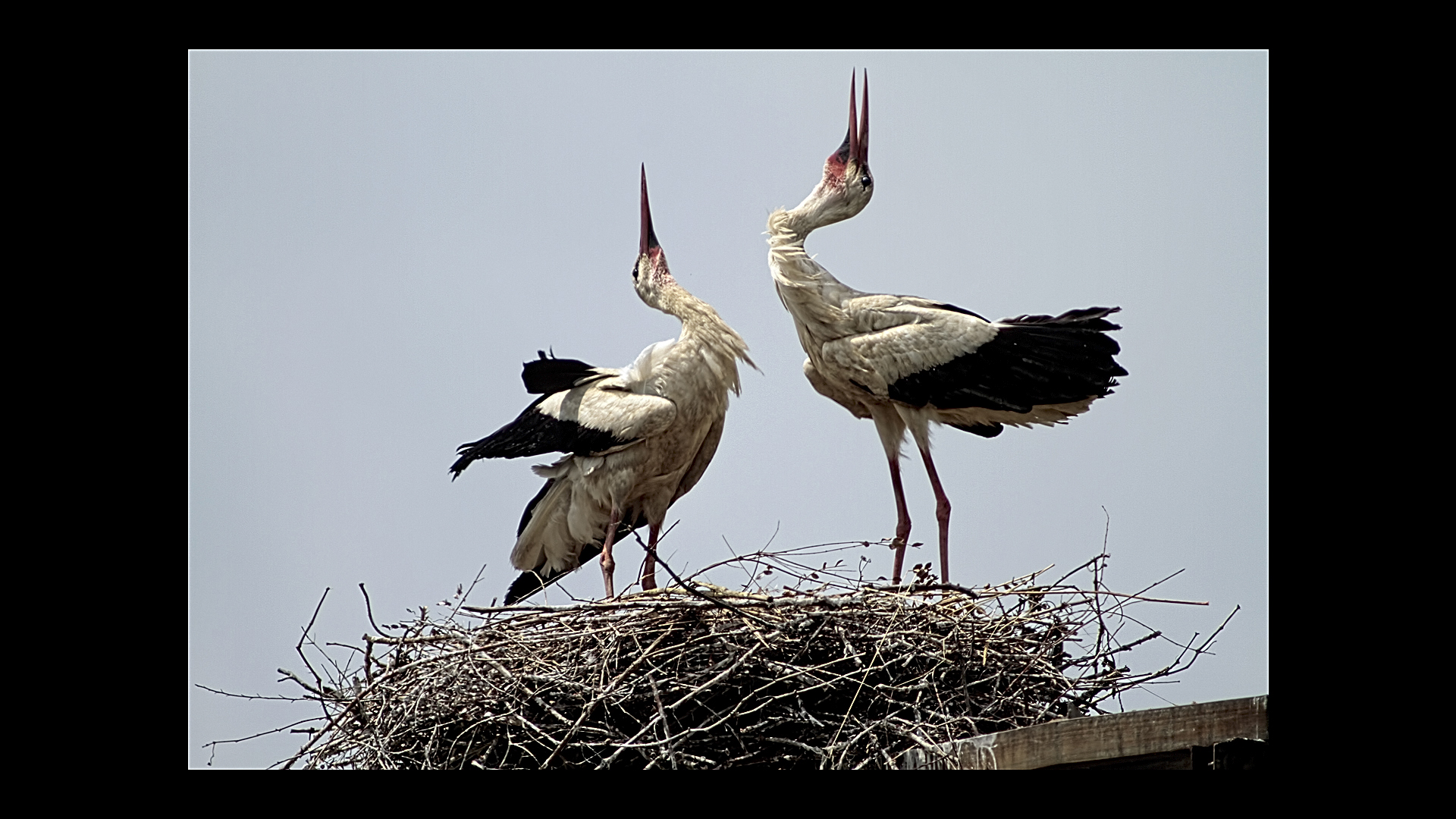 Le cicogne di Porcari