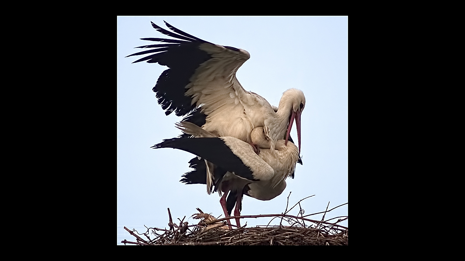 Le cicogne di Porcari