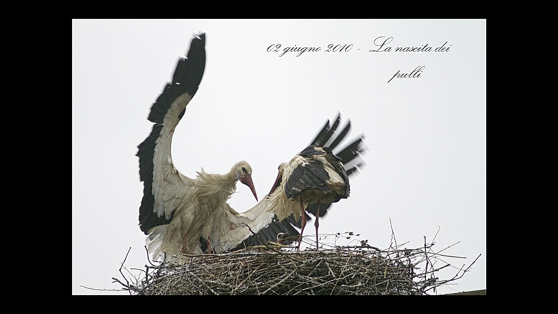 Le cicogne di Porcari