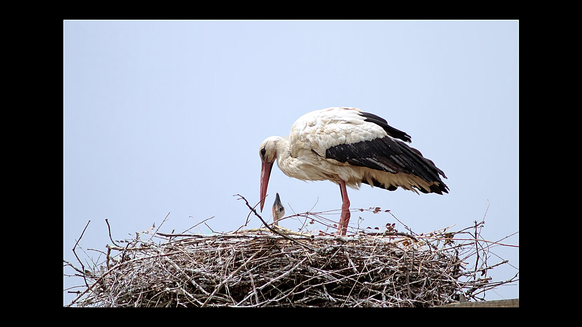 Le cicogne di Porcari