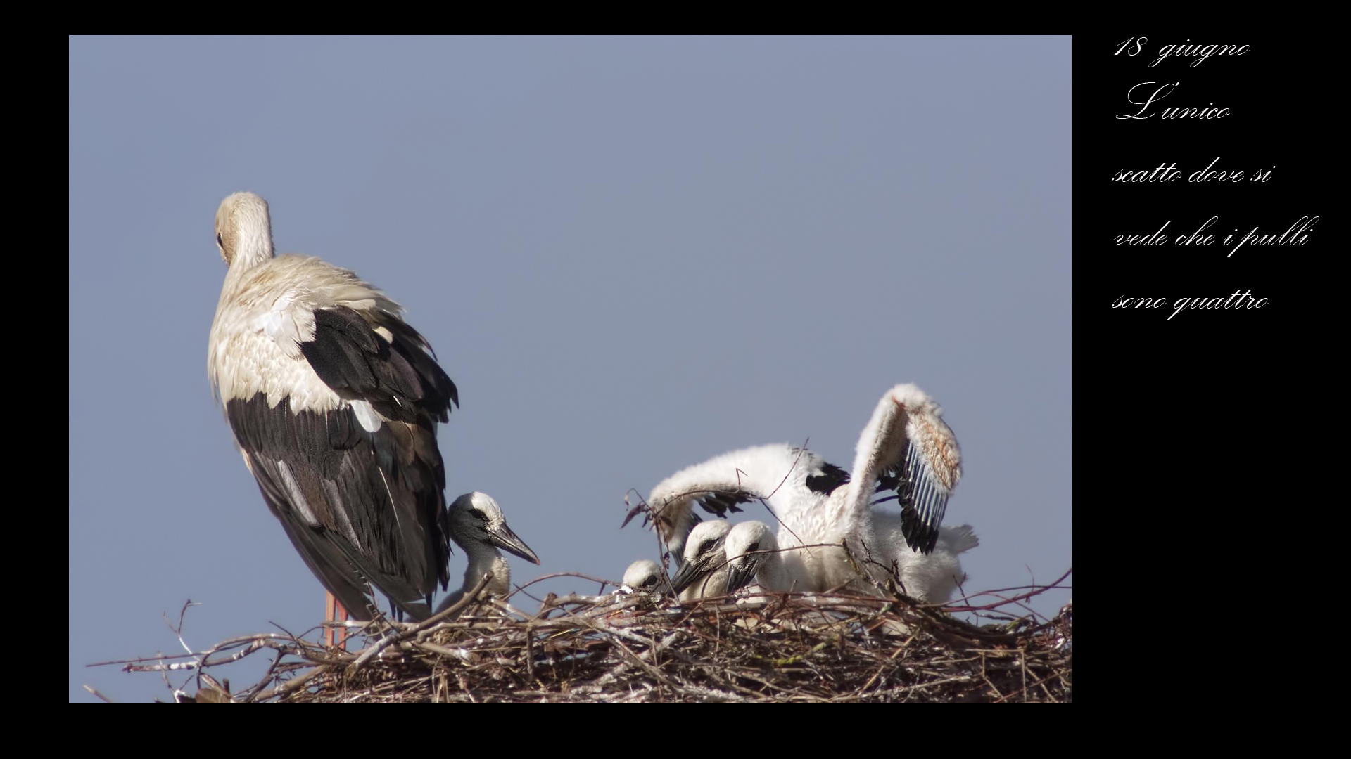 Le cicogne di Porcari
