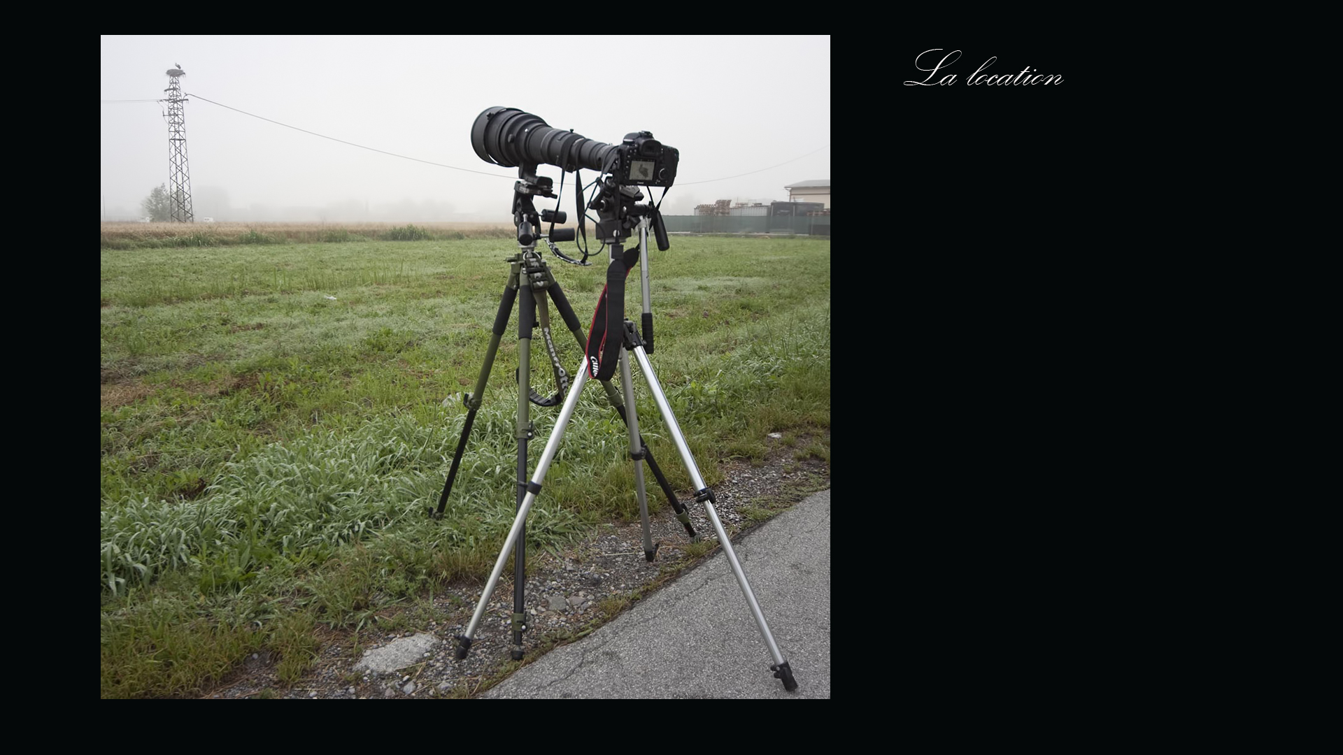 Le cicogne di Porcari