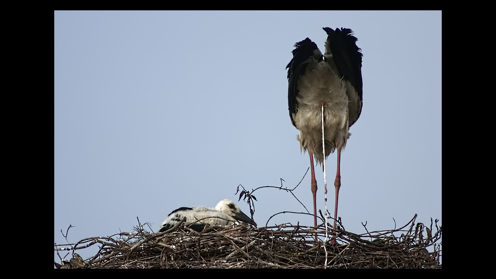 Le cicogne di Porcari