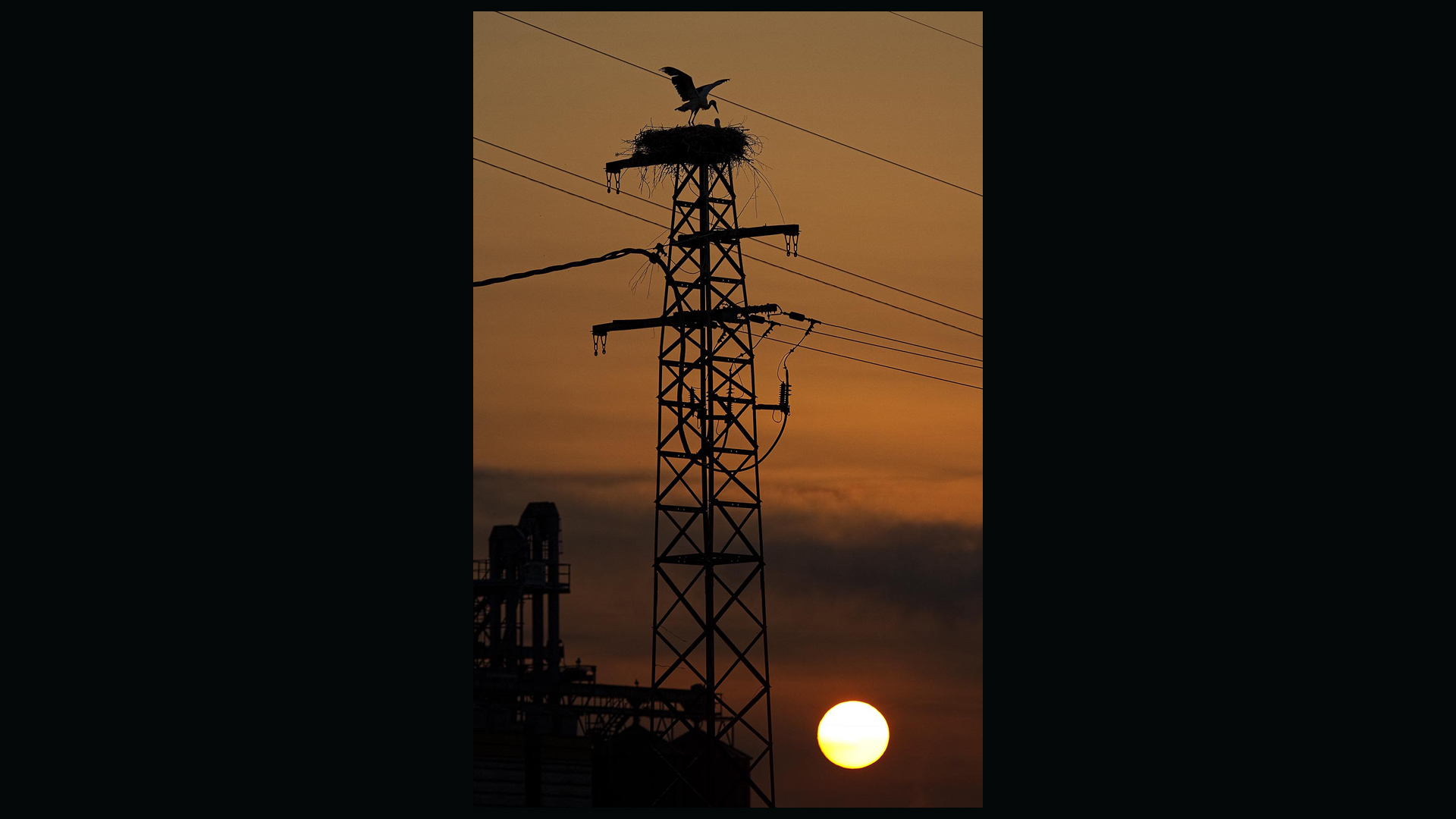 Le cicogne di Porcari