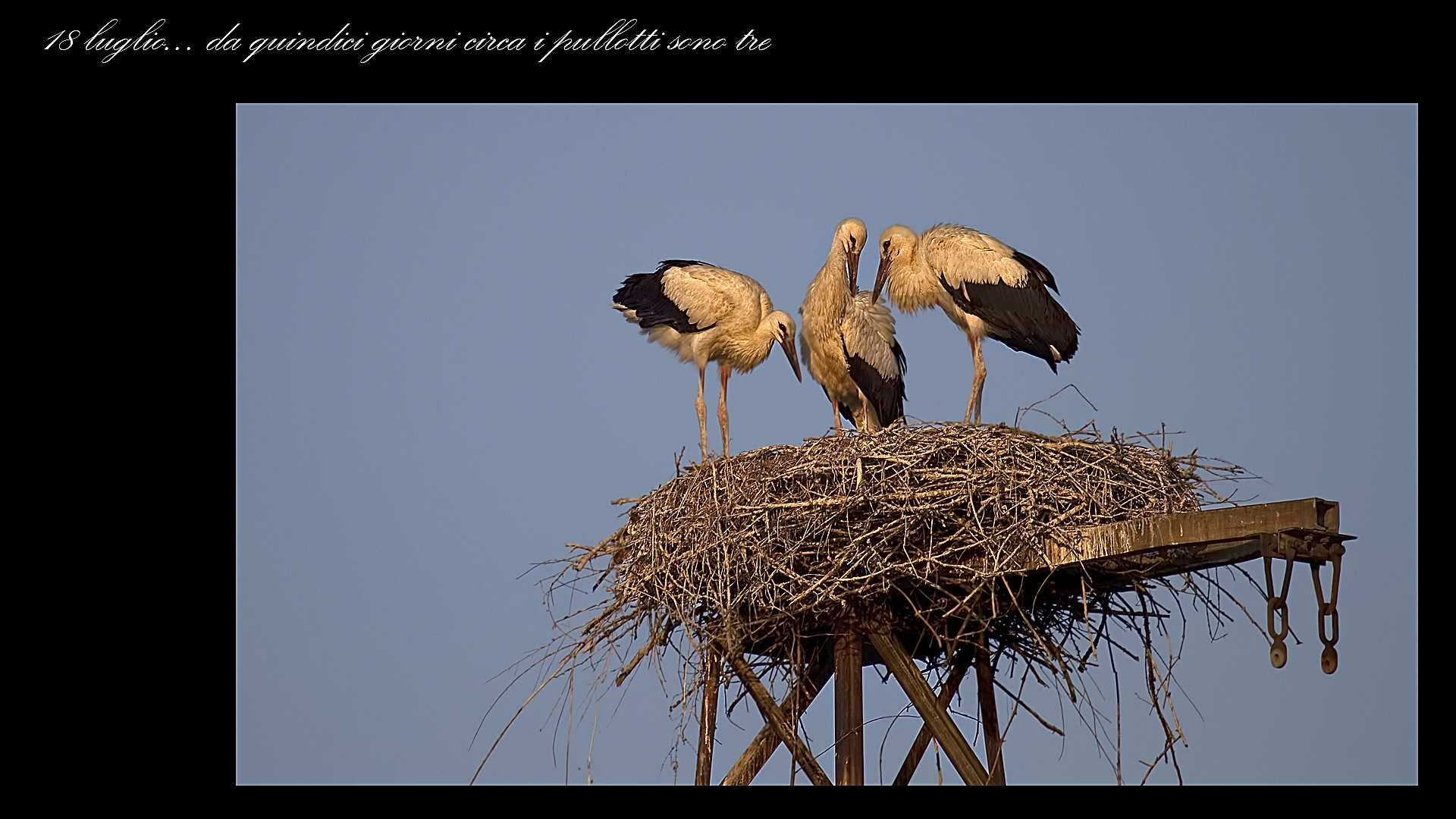 Le cicogne di Porcari