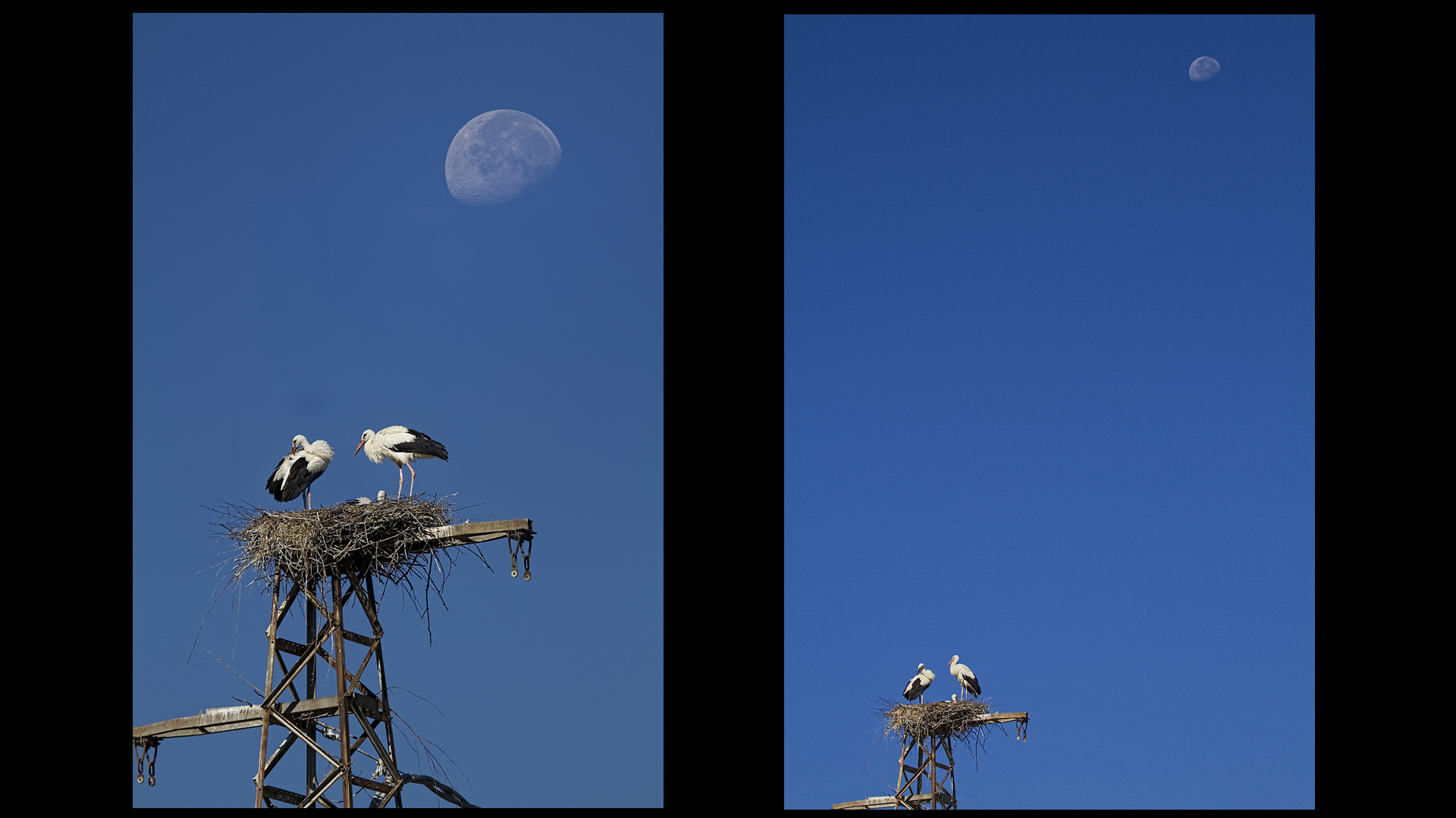 Le cicogne di Porcari