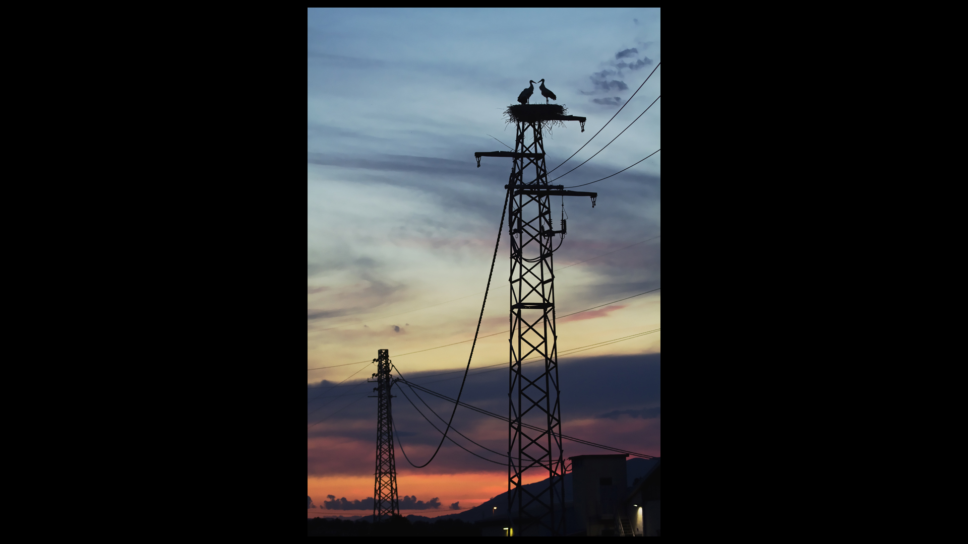 Le cicogne di Porcari