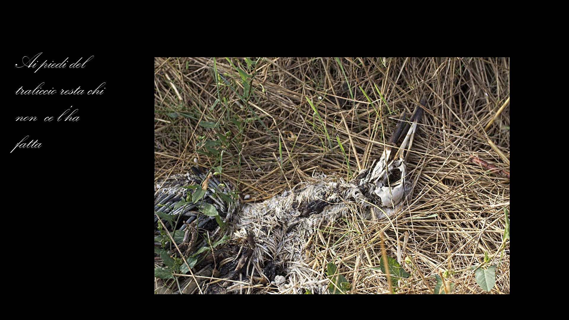 Le cicogne di Porcari