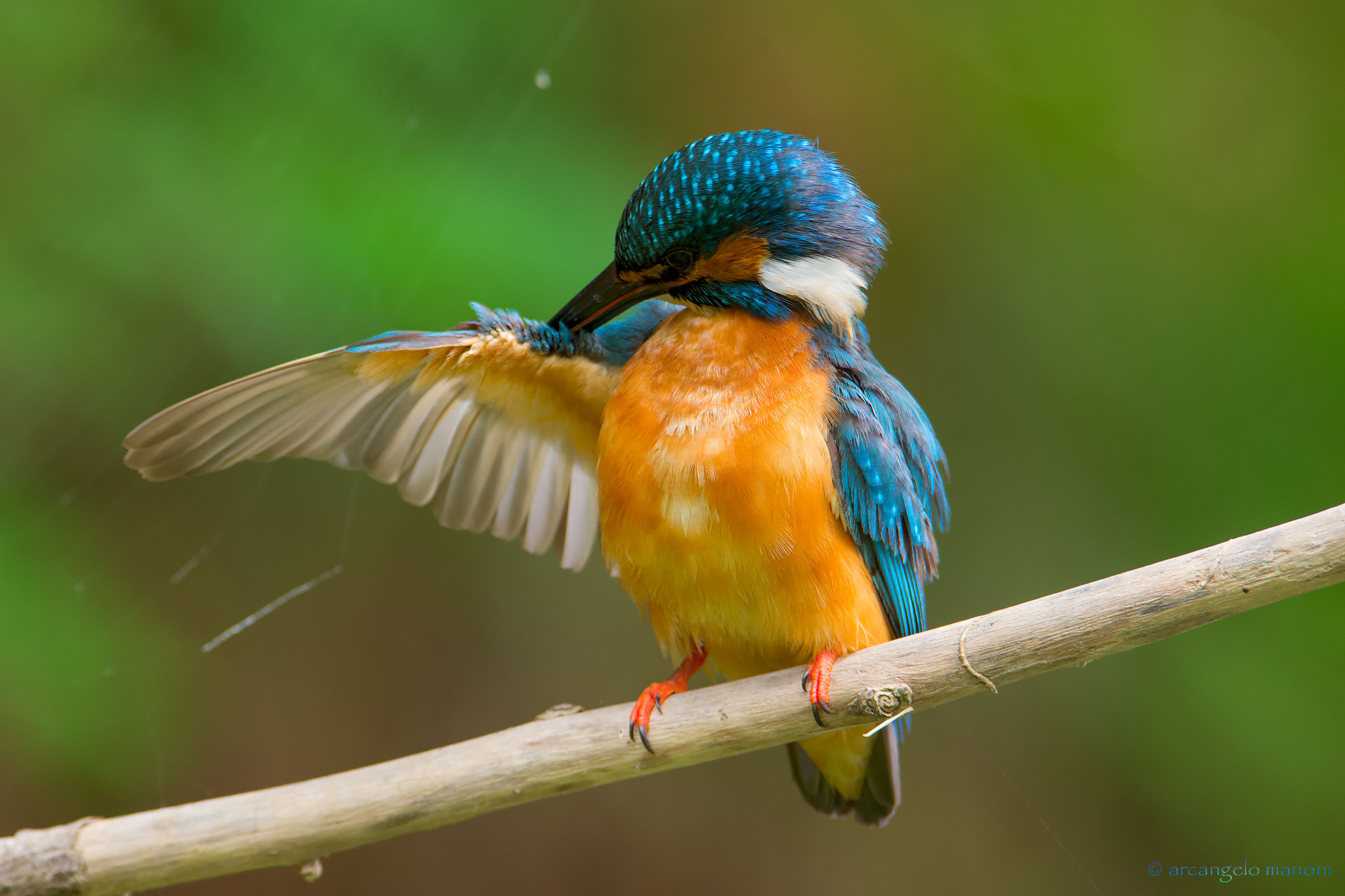 La pulizia delle ali