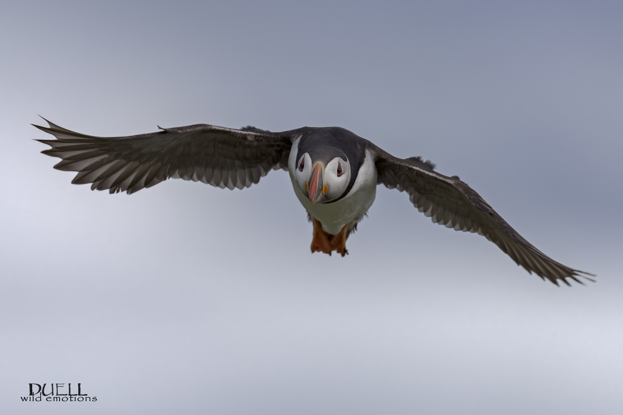 puffin in flight