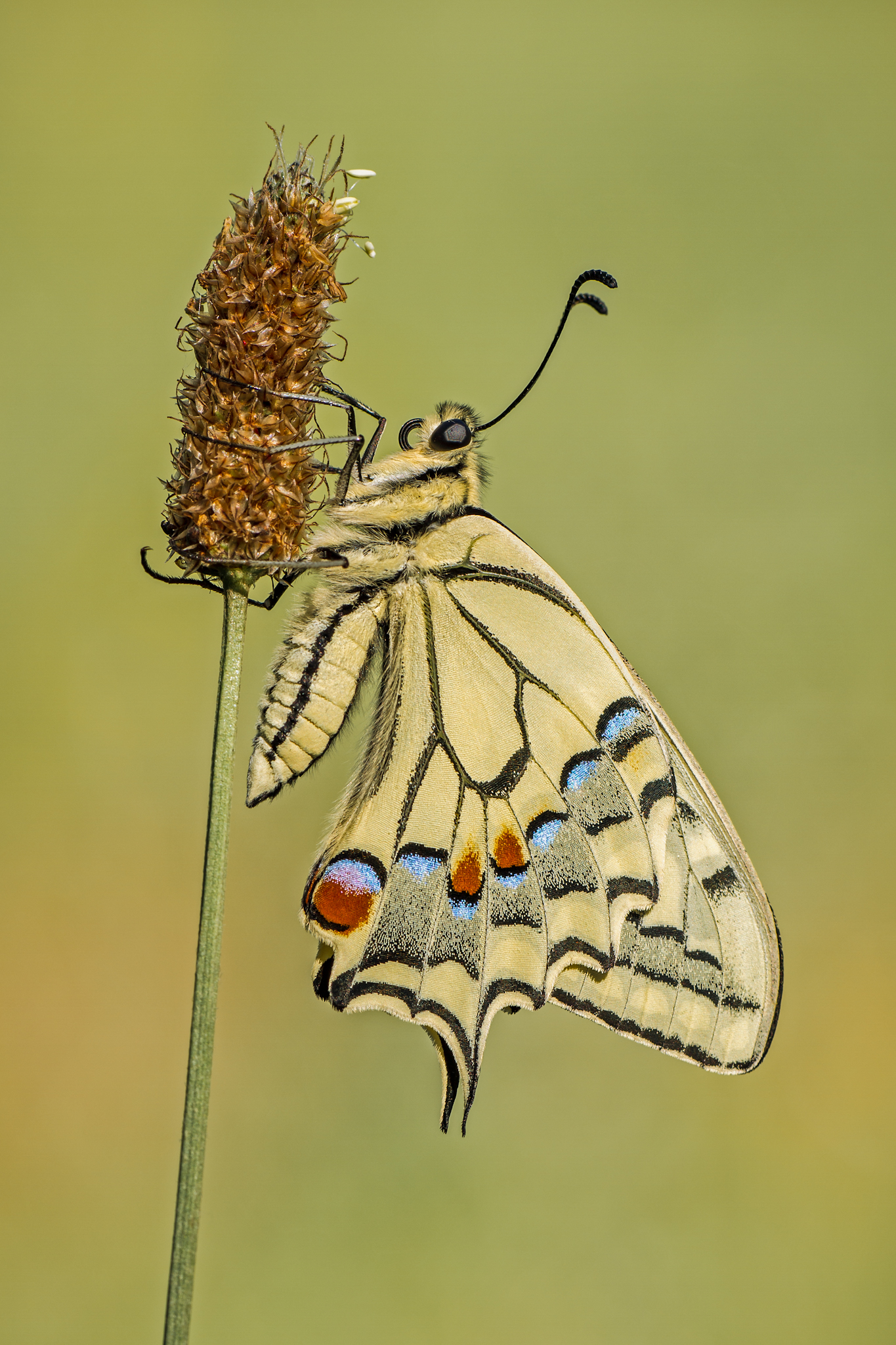Papilio Machaon