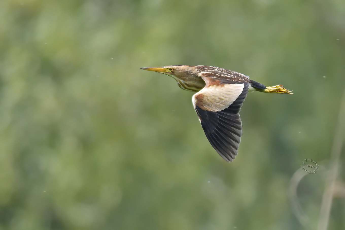 Bittern in flight (Ixobrychus minutus)