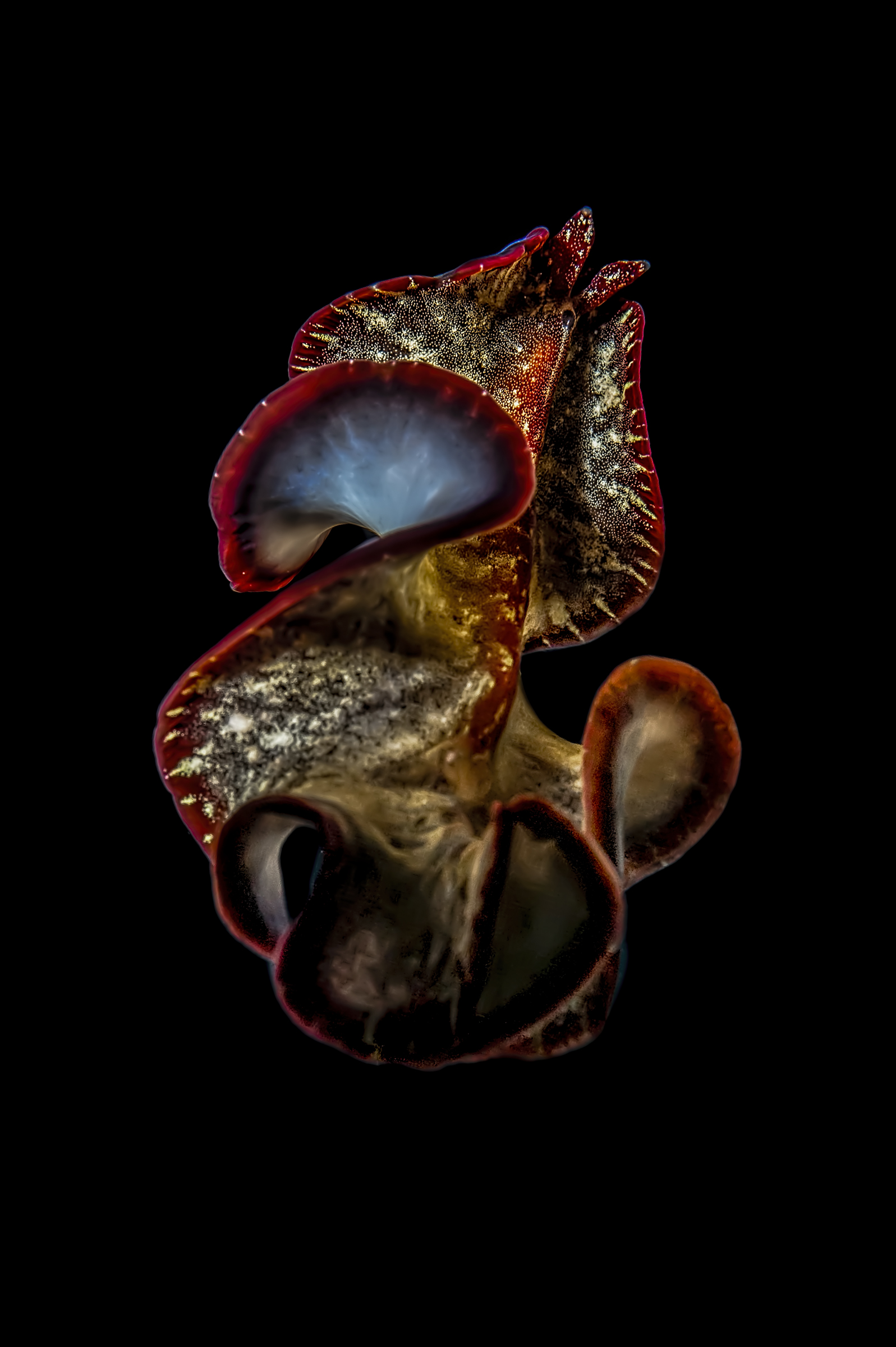 The Phylum Plathelminthes (in Italian Platyhelminthes)