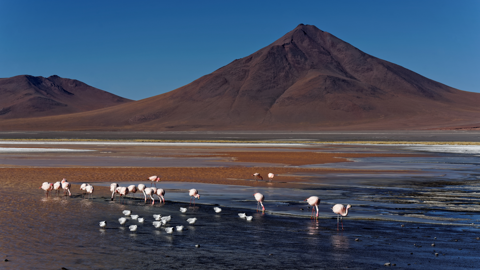 Laguna Colorada