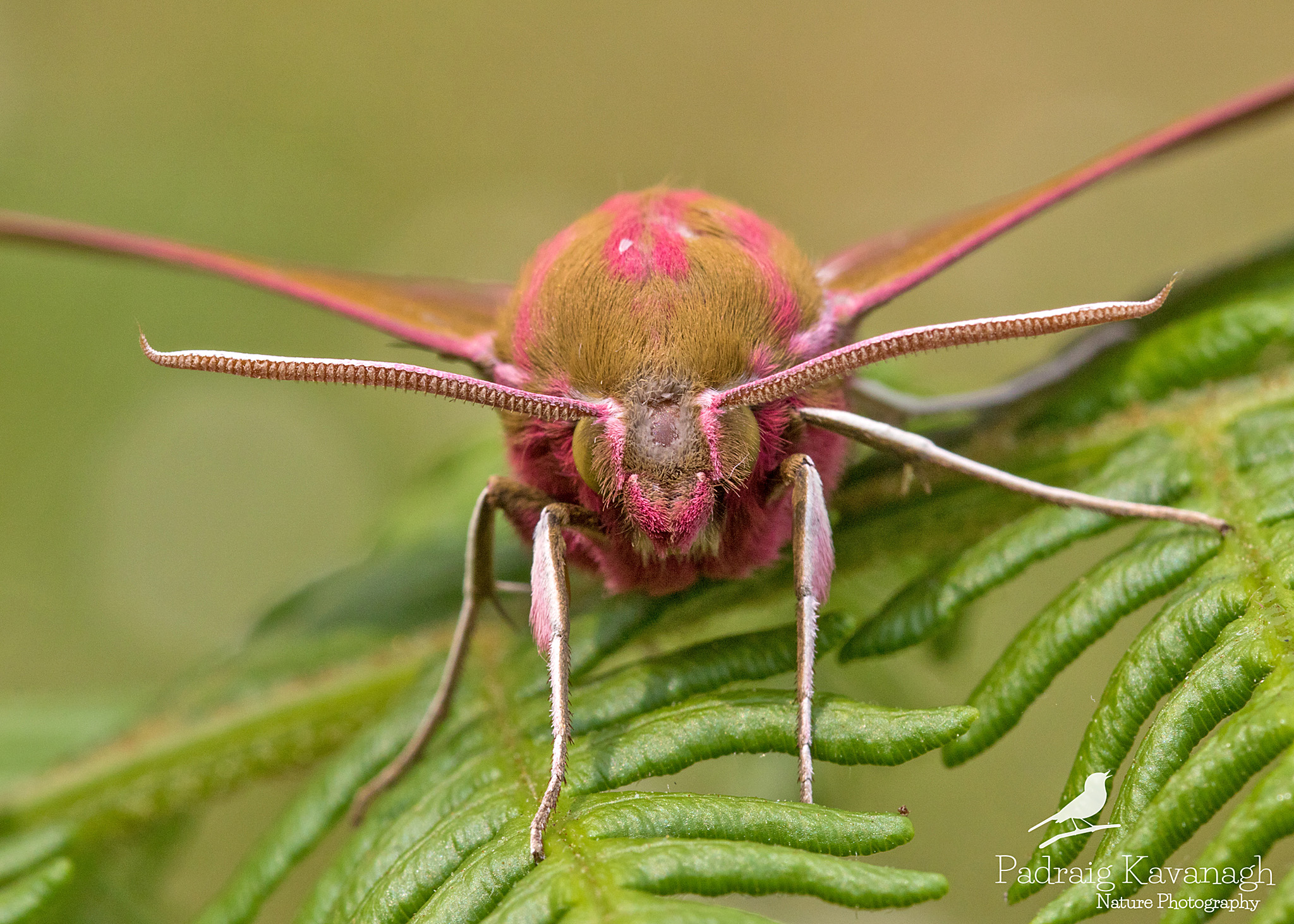Elefante Hawk Moth