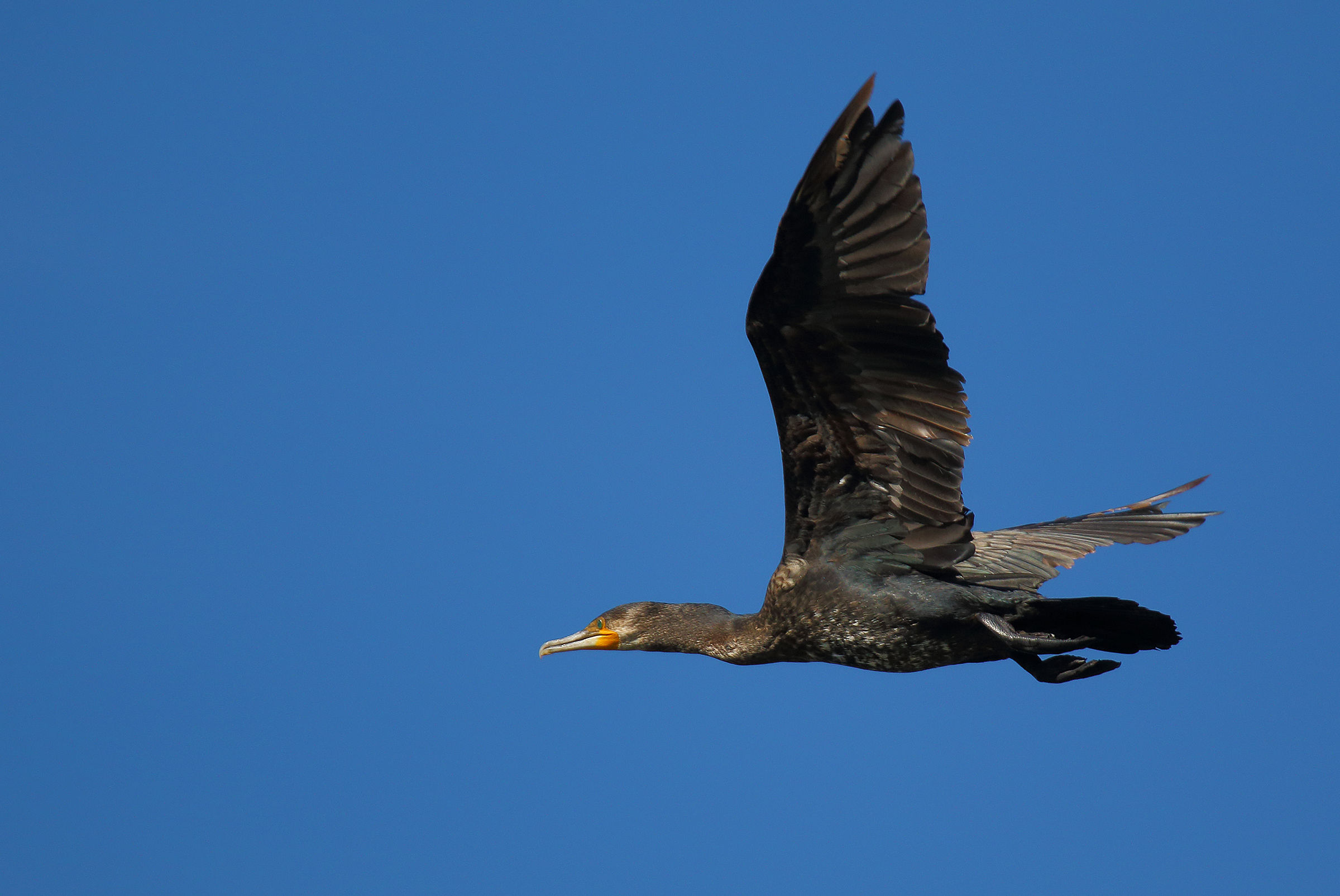 cormorant hd