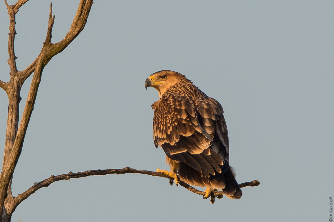 aquila imperiale giovanile