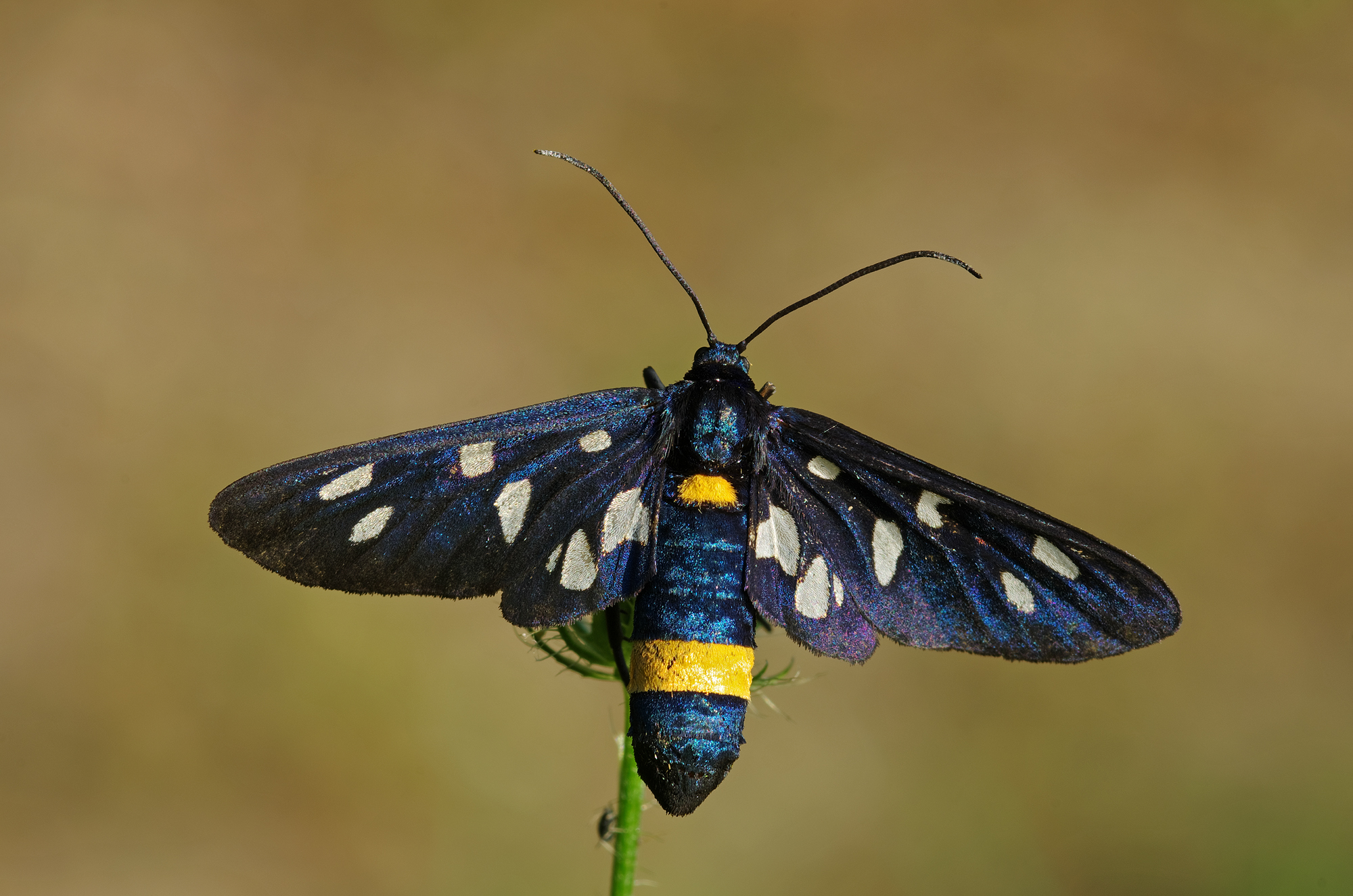 nine-spotted moth