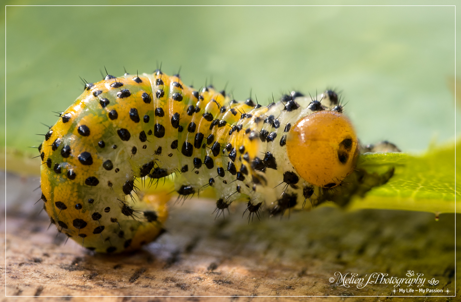 caterpillar or worm ?