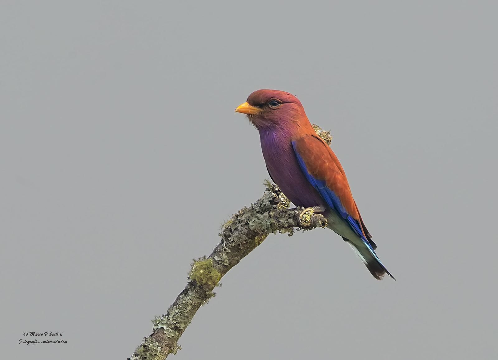 Another European roller