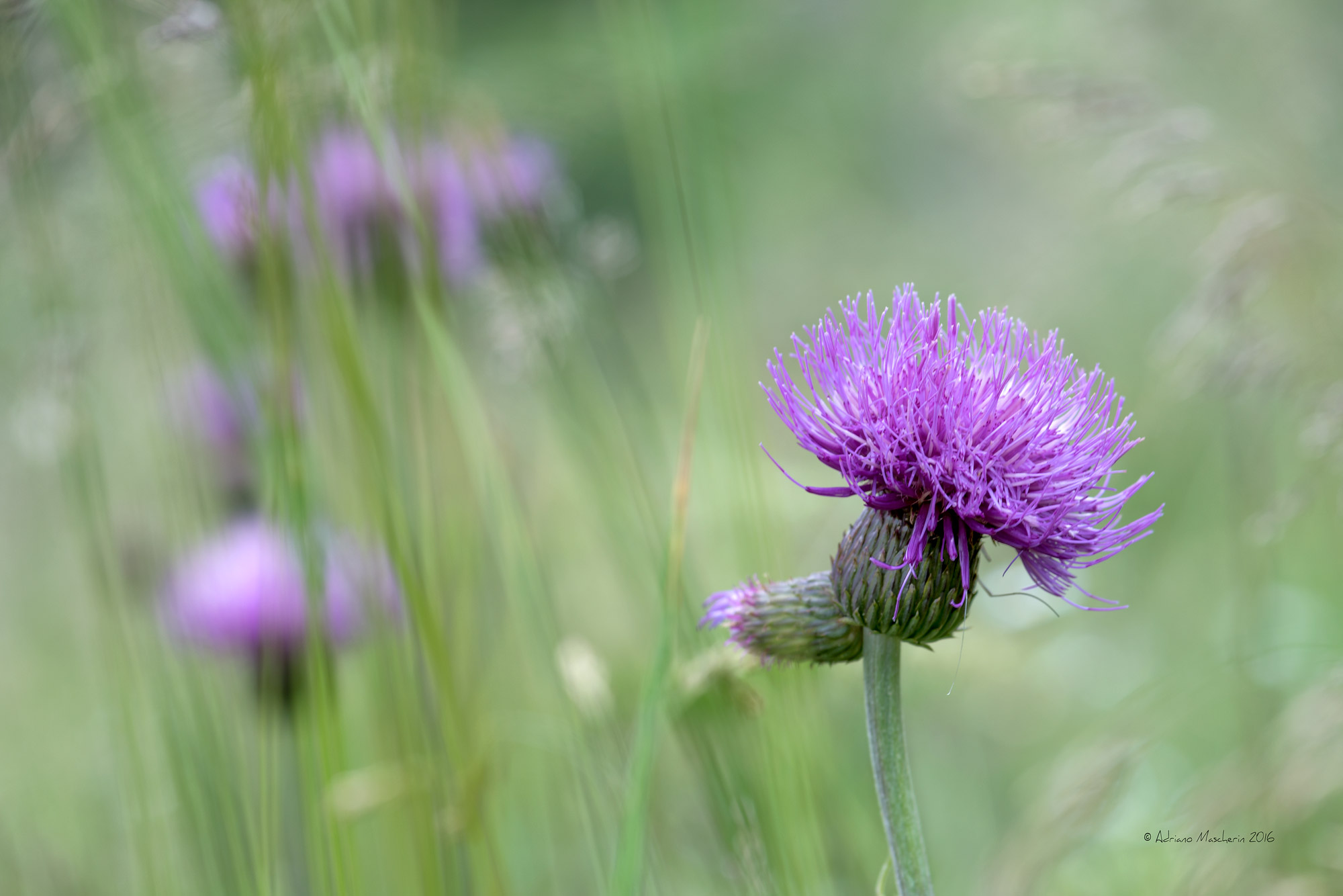 Cirsio di Elena - Cirsium Beterophyllum
