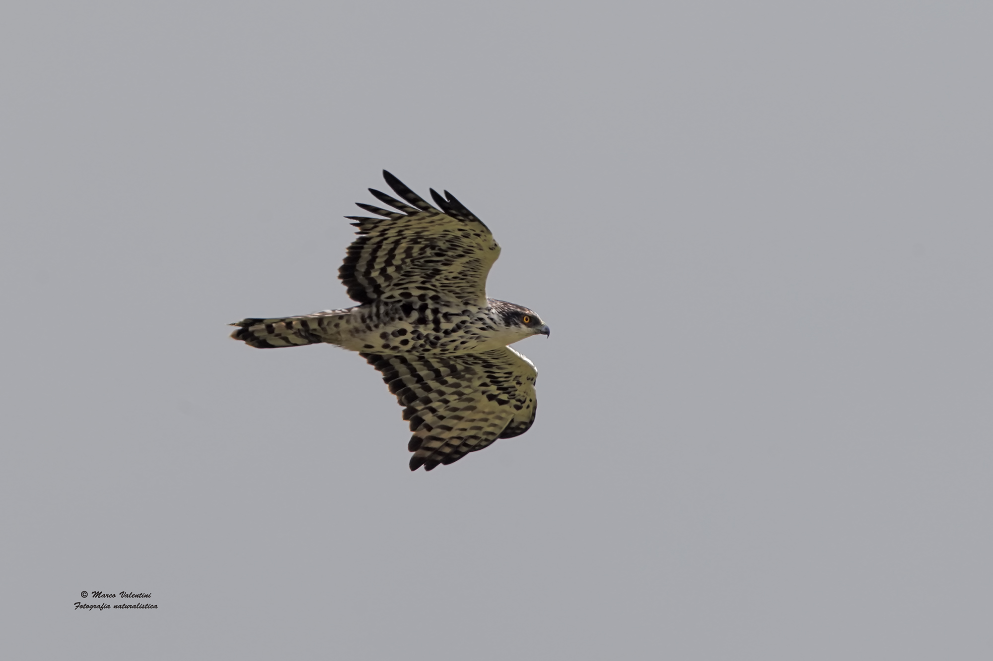 Aquila smaller African