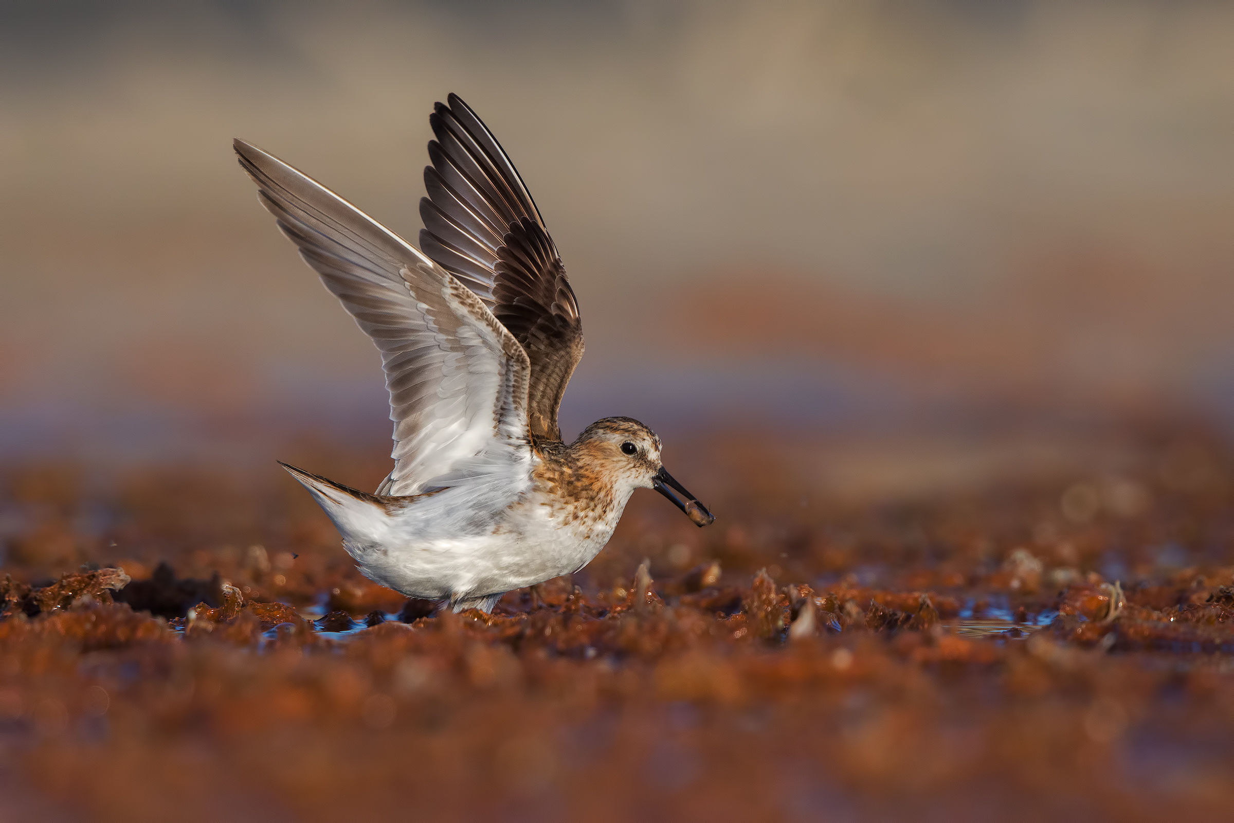 Gambecchio con preda