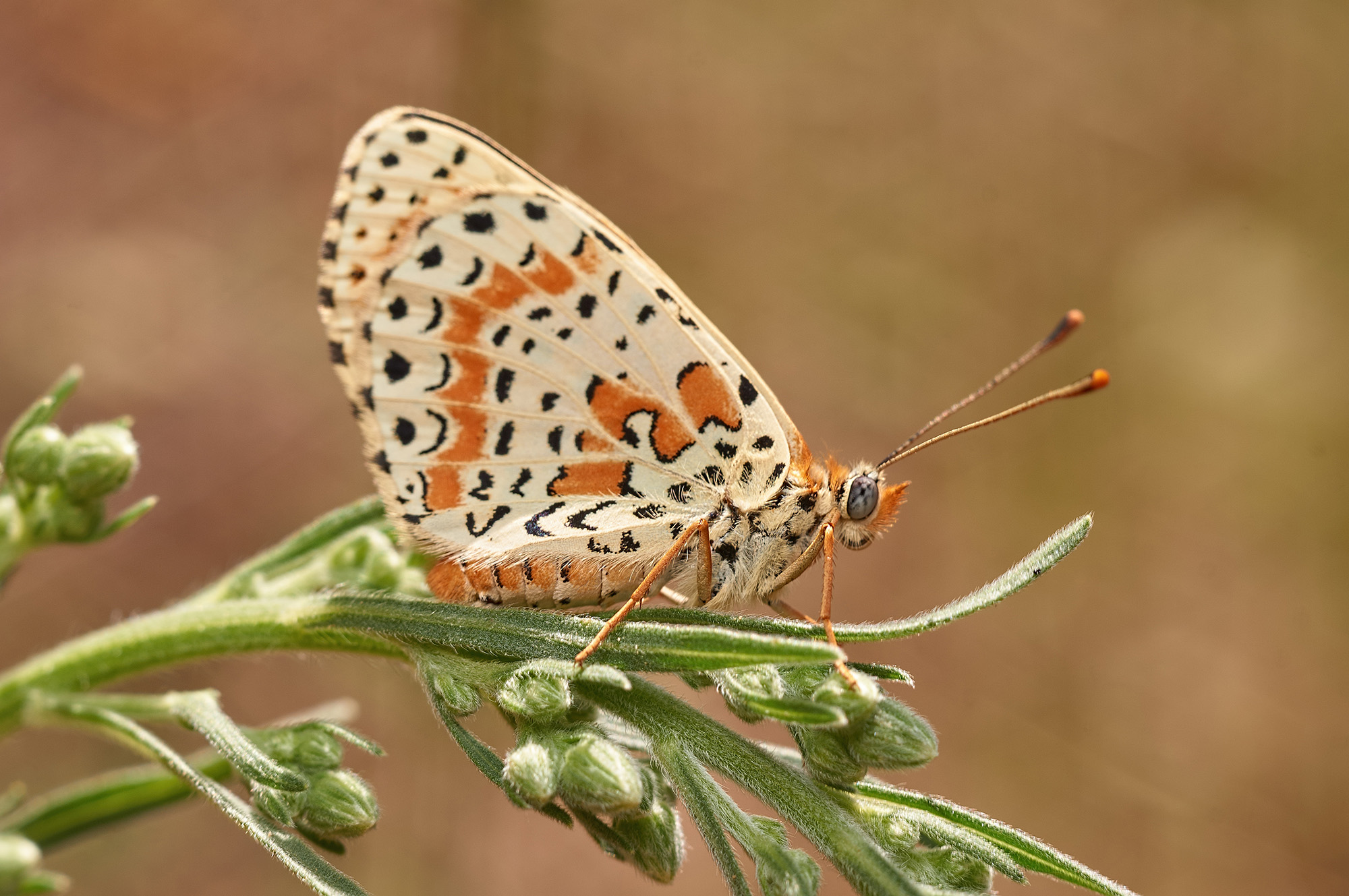 Melitaea didyma