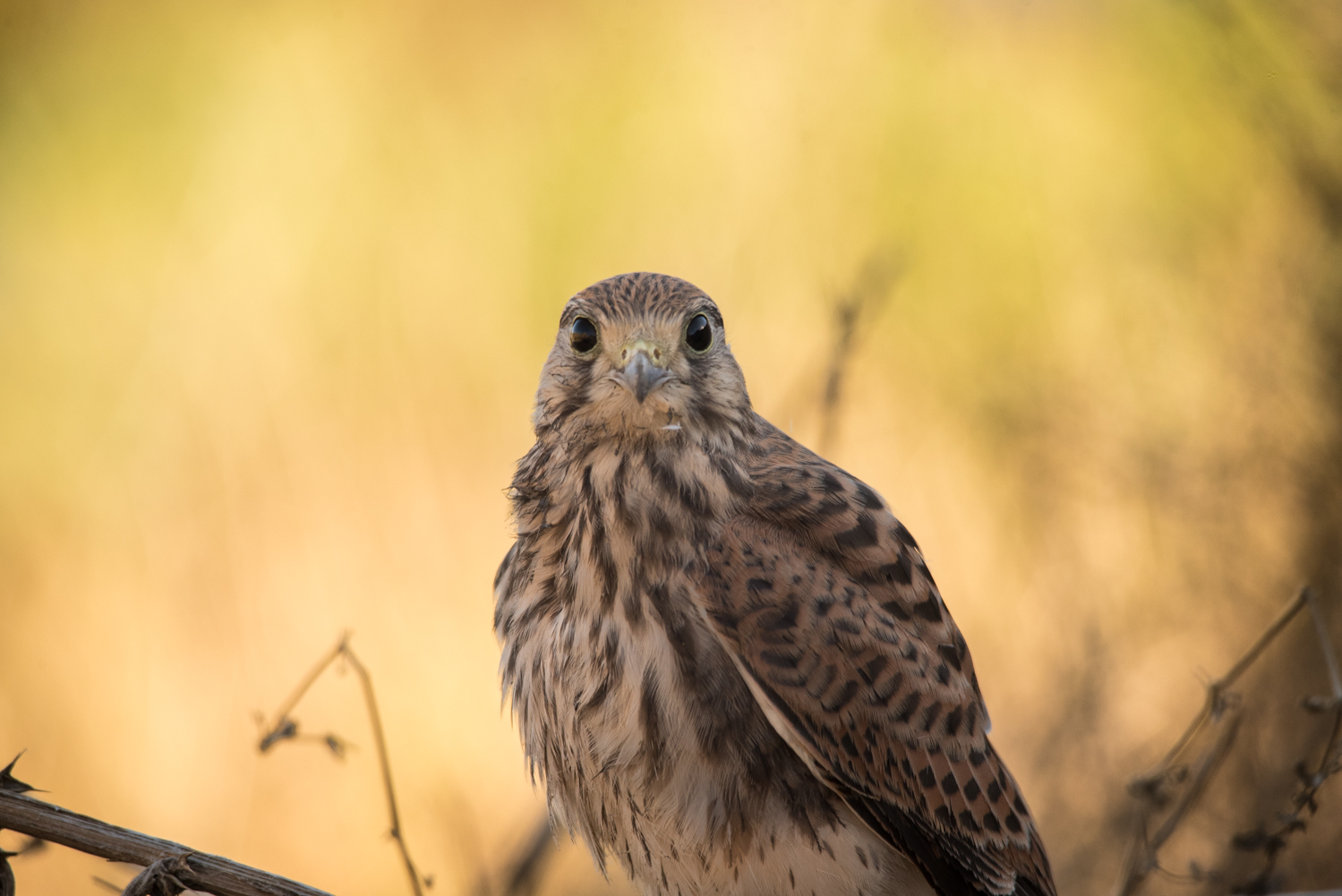 kestrels backlit