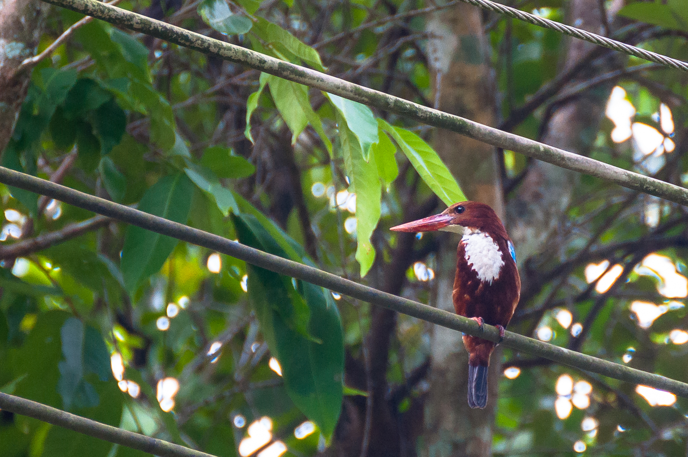 Kingfisher, Cat Tien National Park, Vietnam