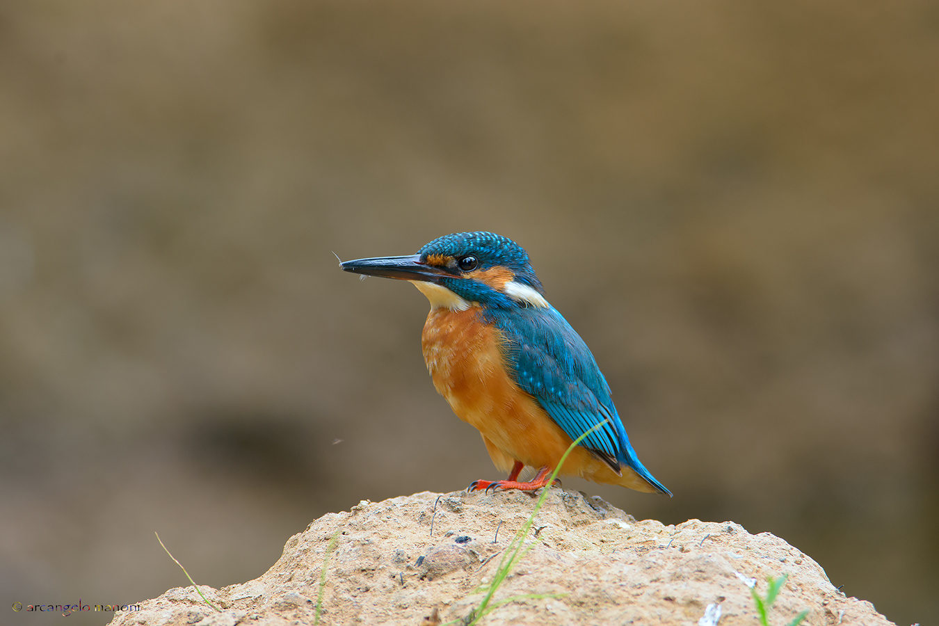 Il ritorno di Joe ''lo spuntato''