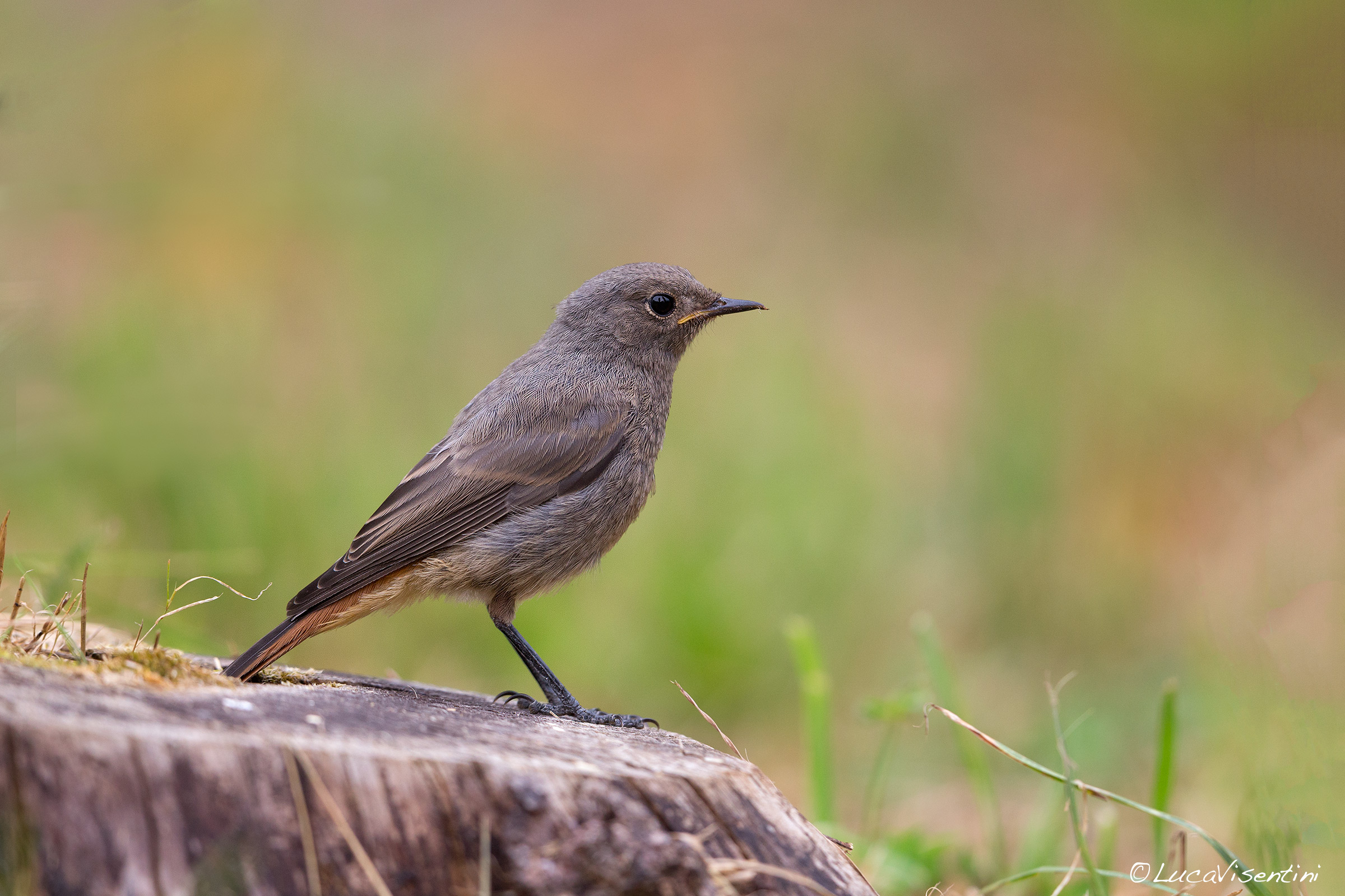 black redstart
