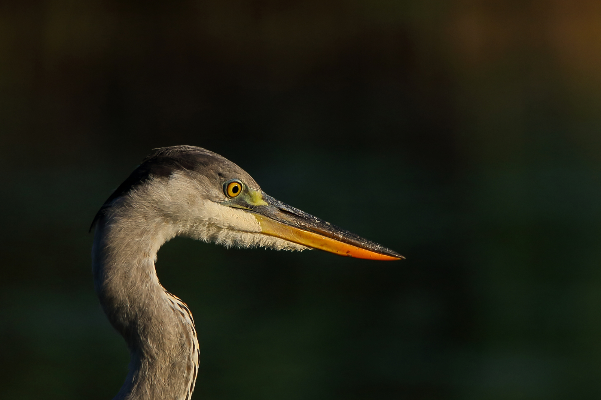 Airone cenerino juv.