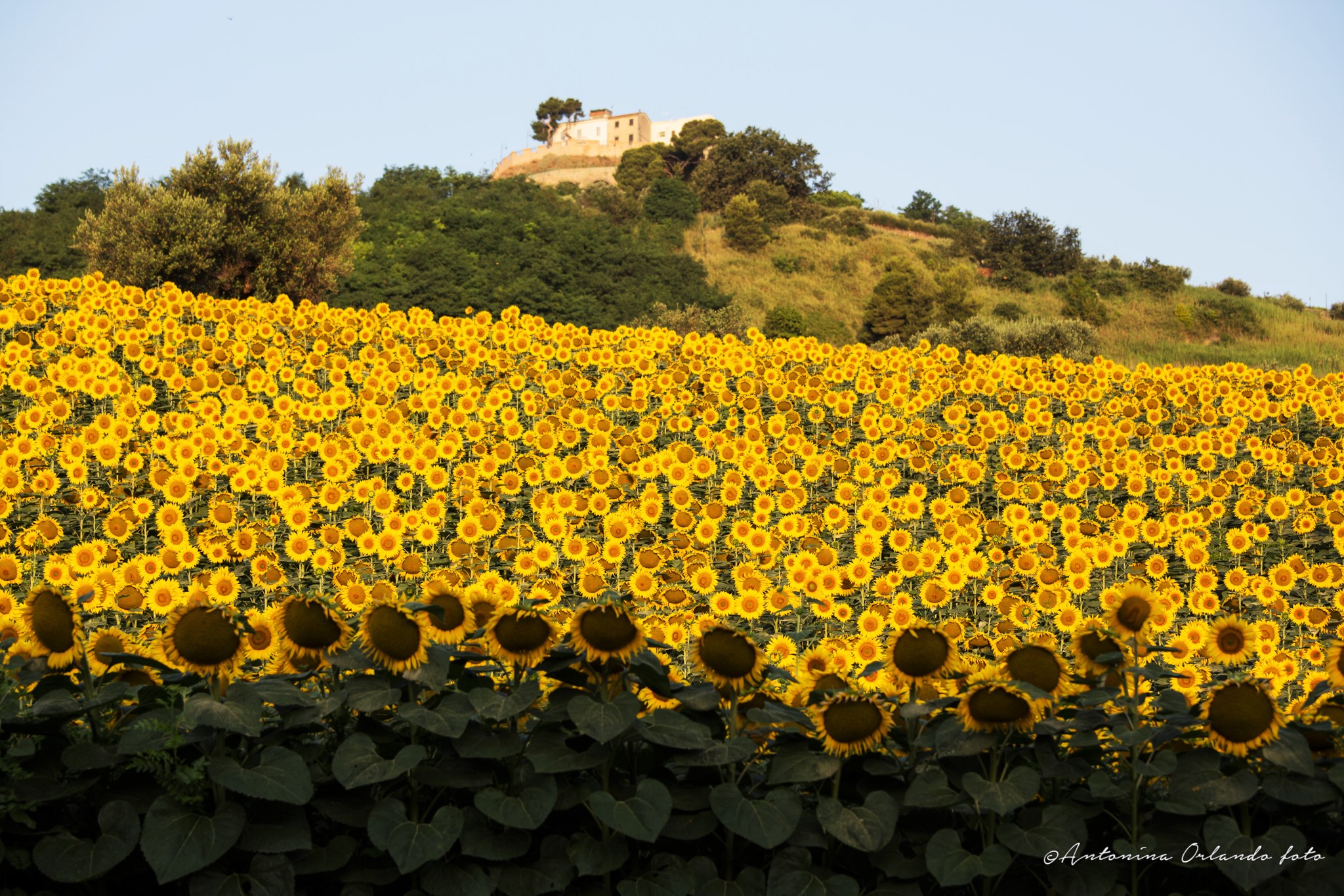 Come tanti bottoncini ...